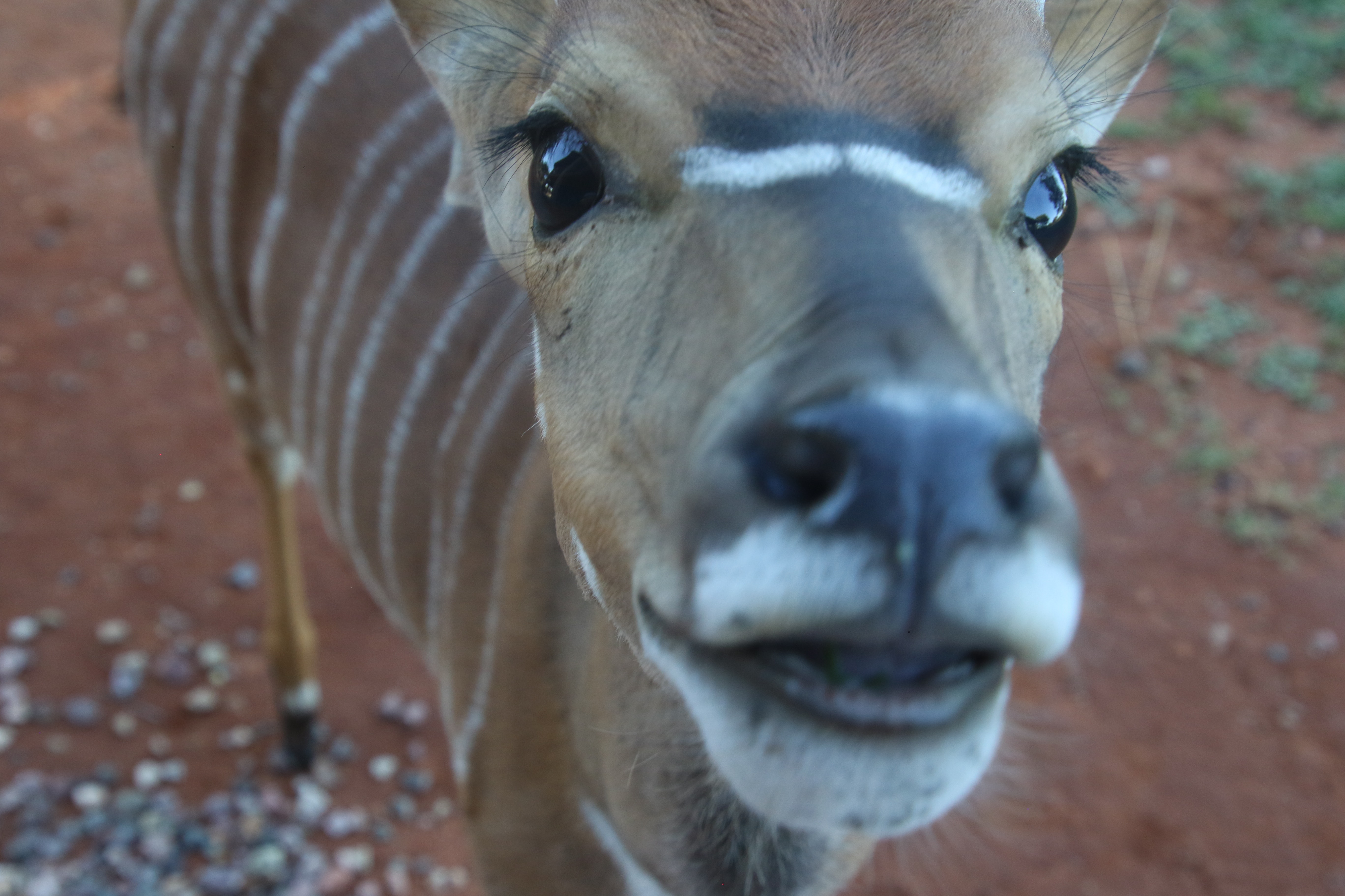Close-up photography of brown and white striped deer