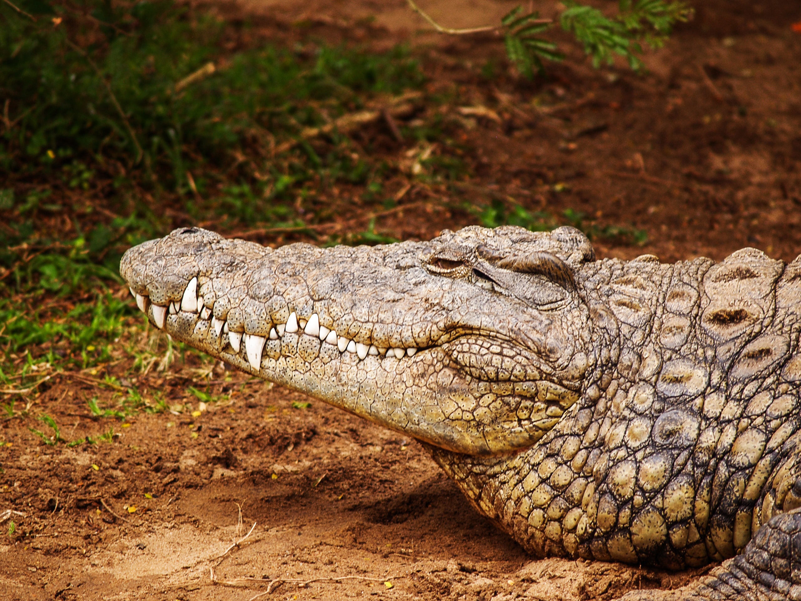 Close-up photography of brown crocodile