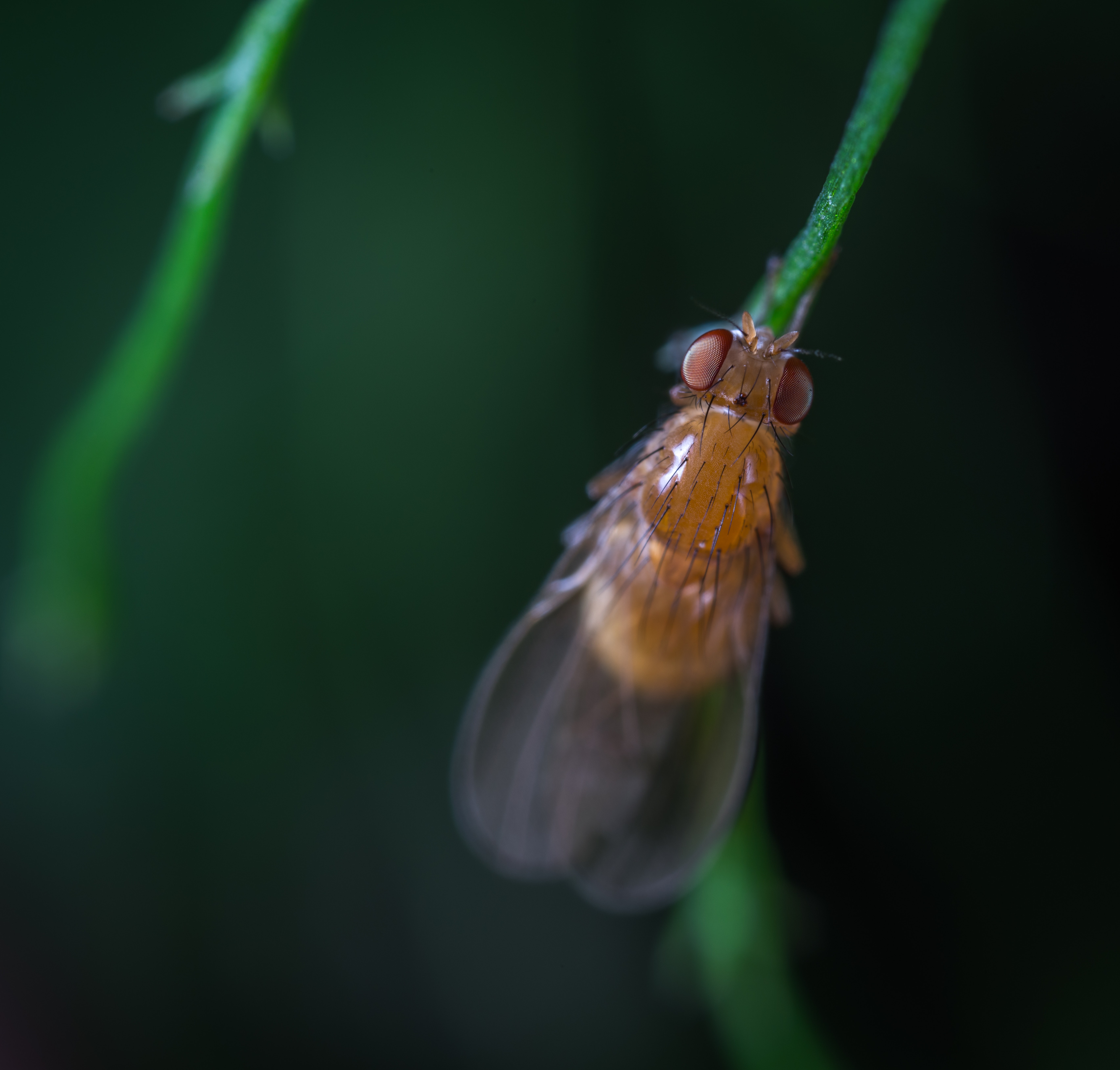 Close-up photography of brown fly on leaf branch