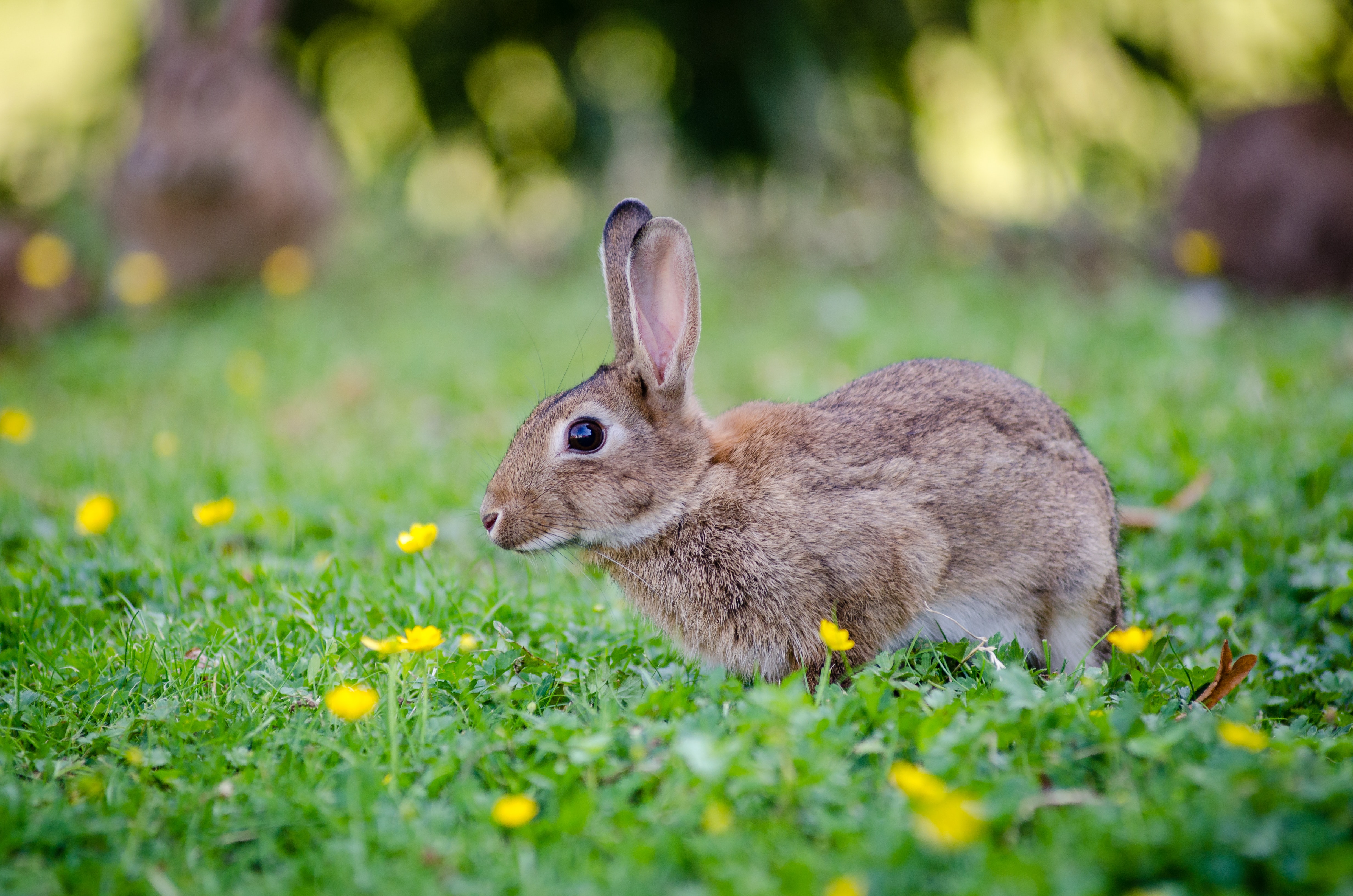 Close Up Photography of Brown Rabbit, Animal, Bunny, Cute, Field, HQ Photo