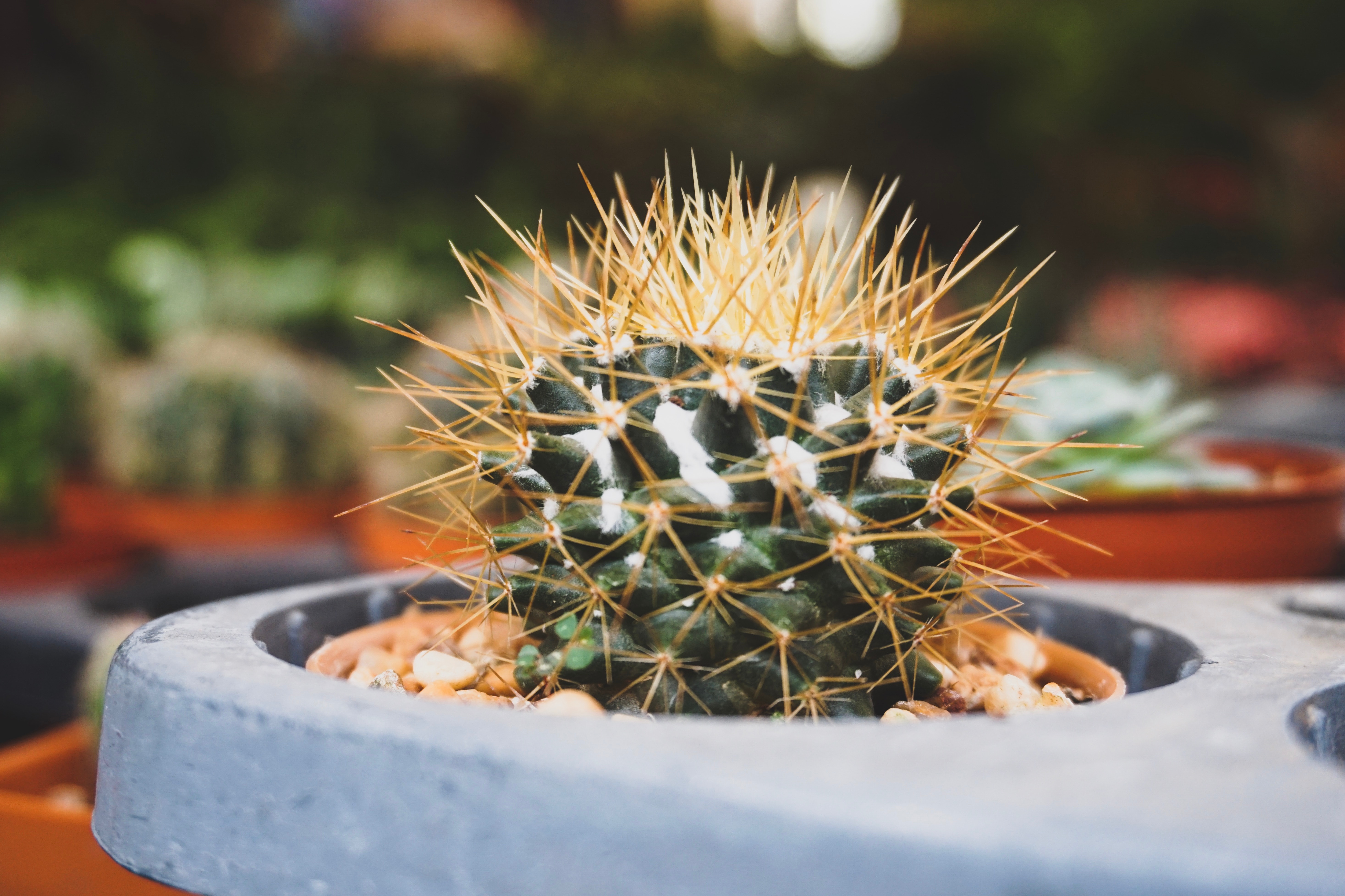 Tipos de cactus sin espinas