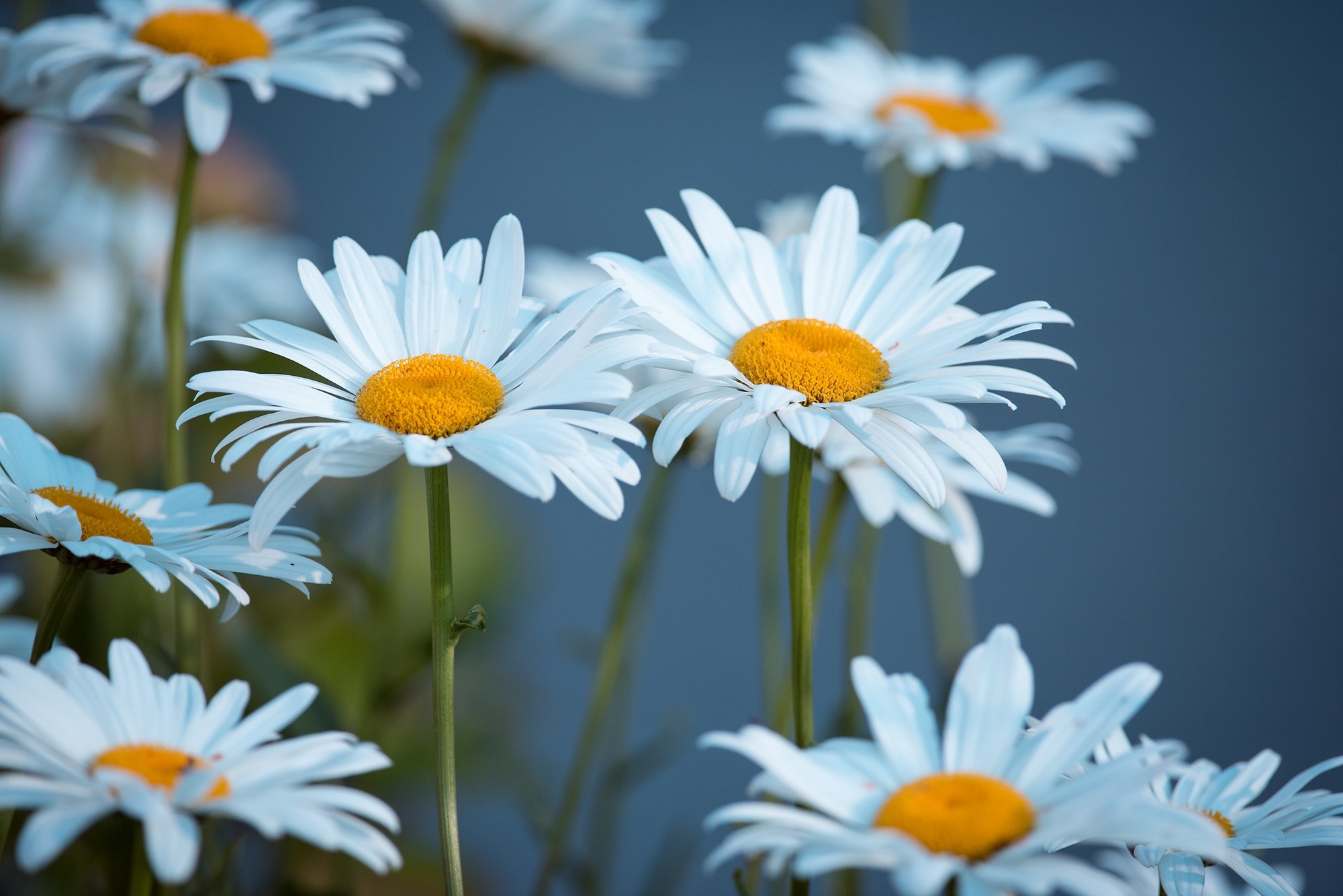 Close up photography of daisies