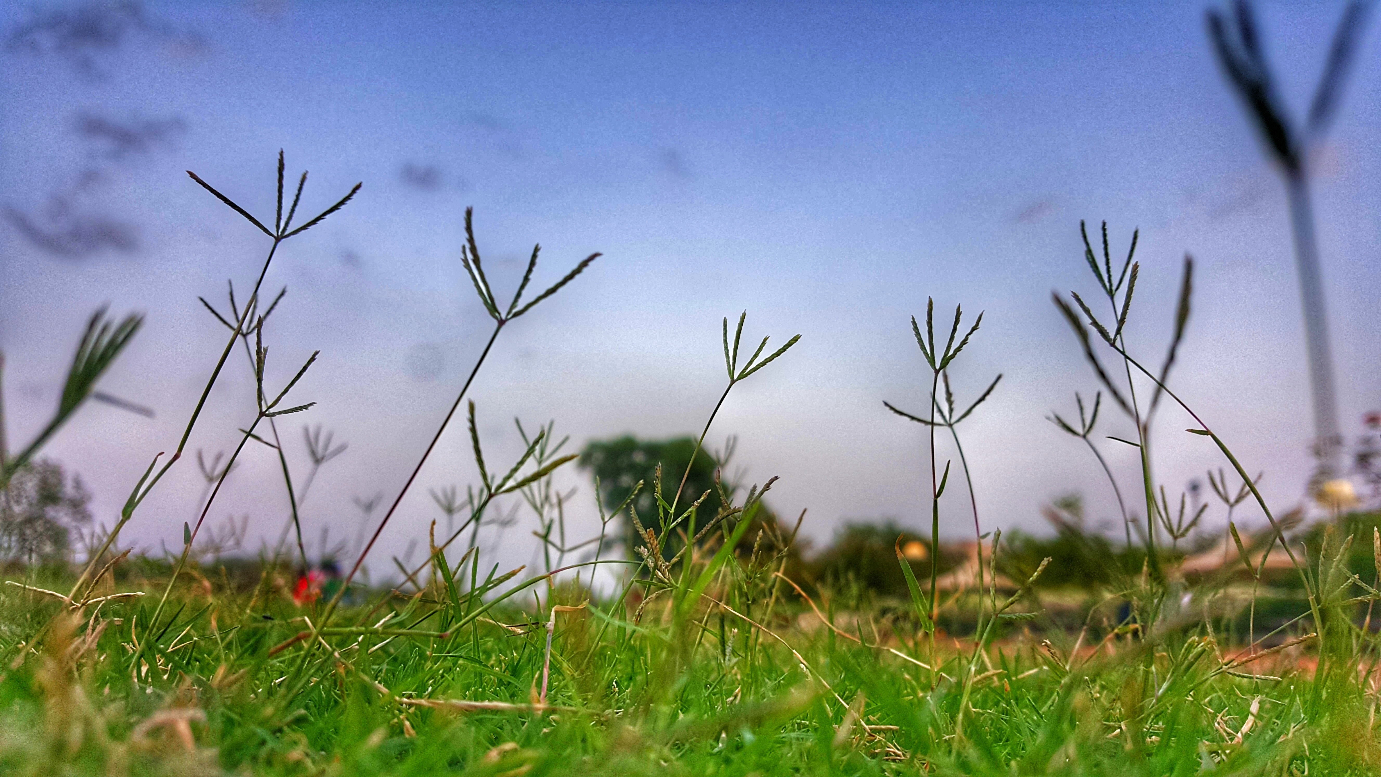 Close-up photography of grass