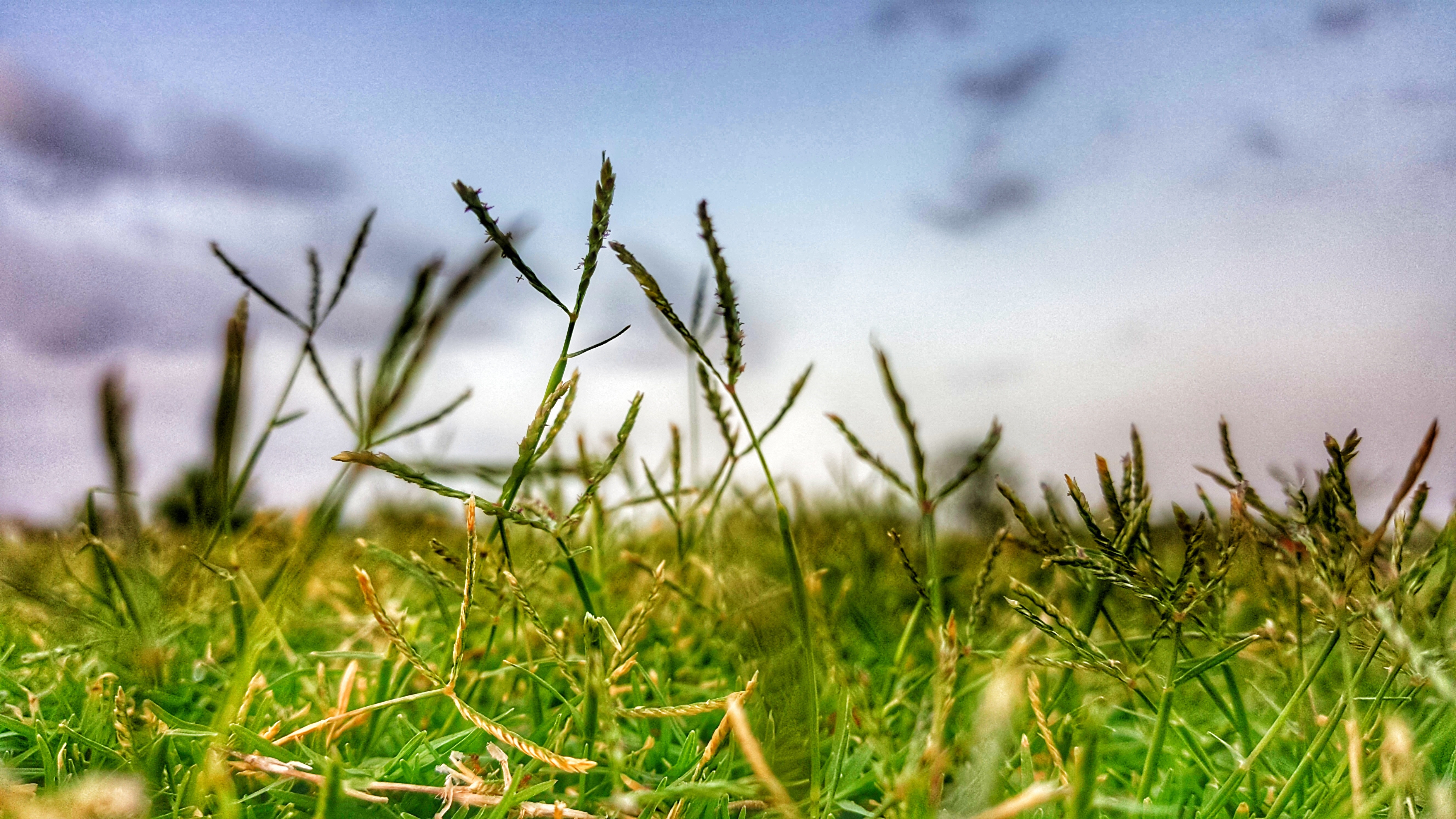 Close-up photography of grass