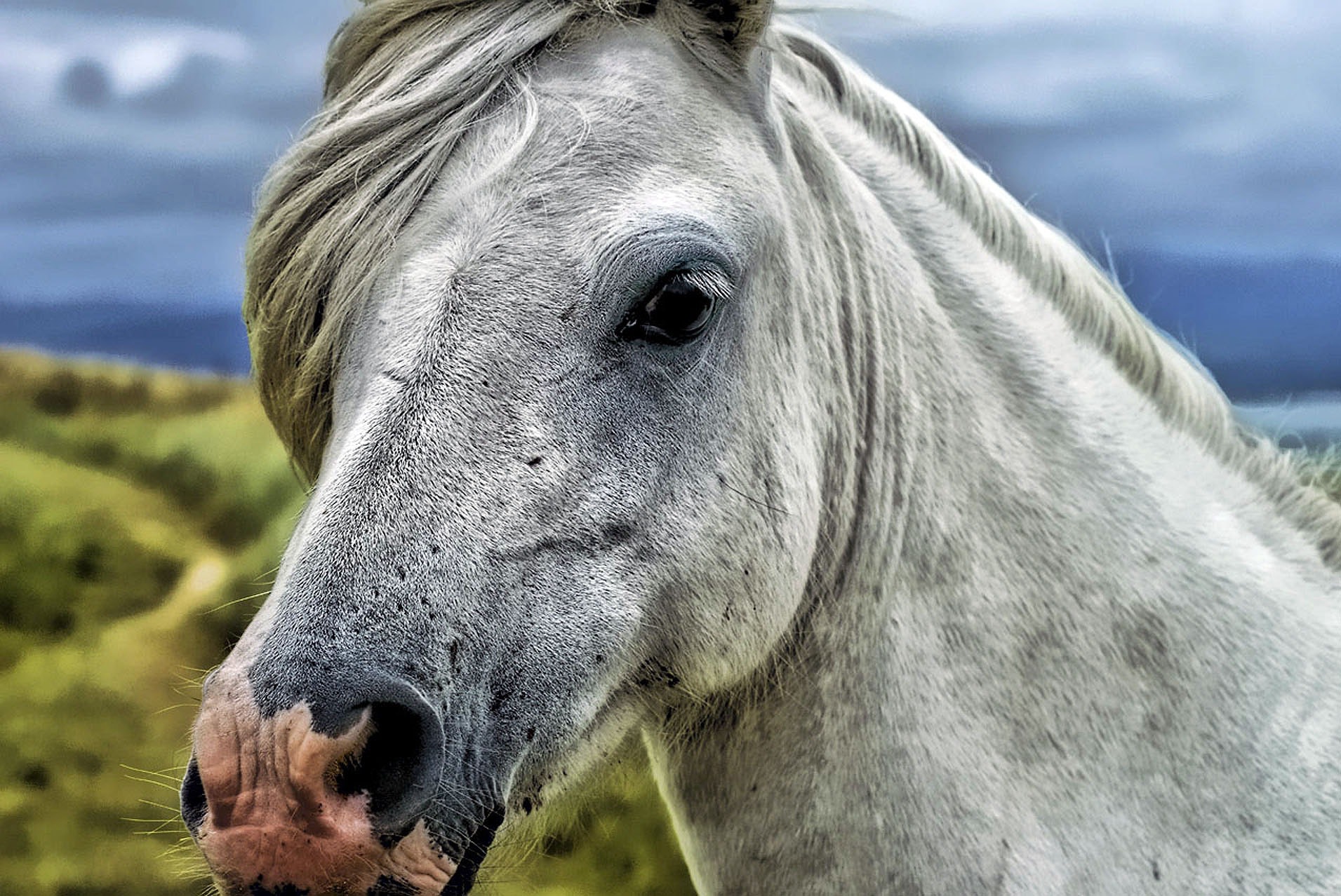 Close up photography of gray and white horse