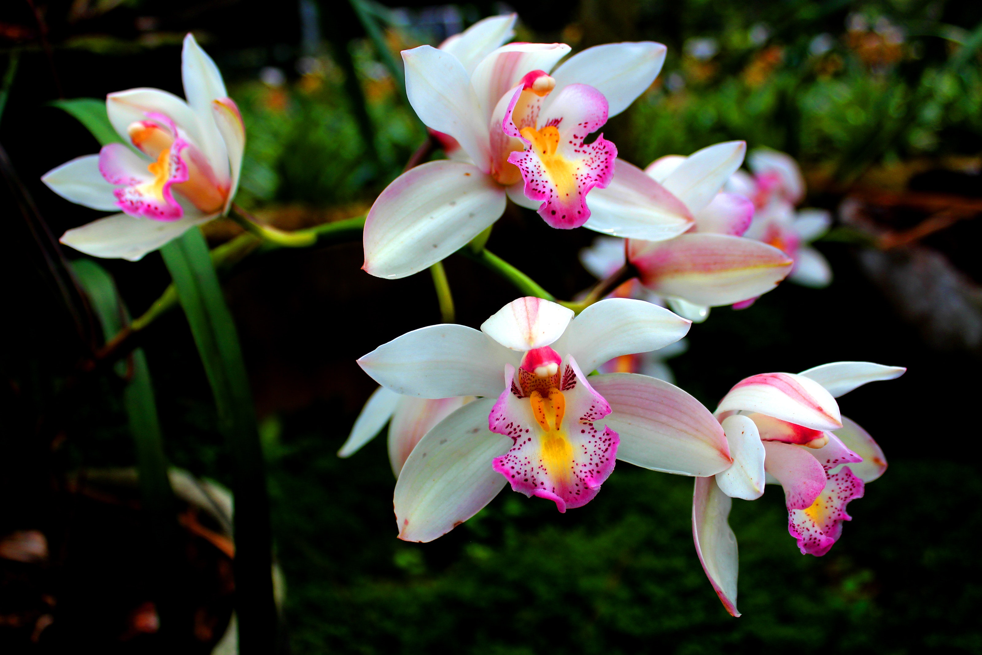 Wild orchid photo
