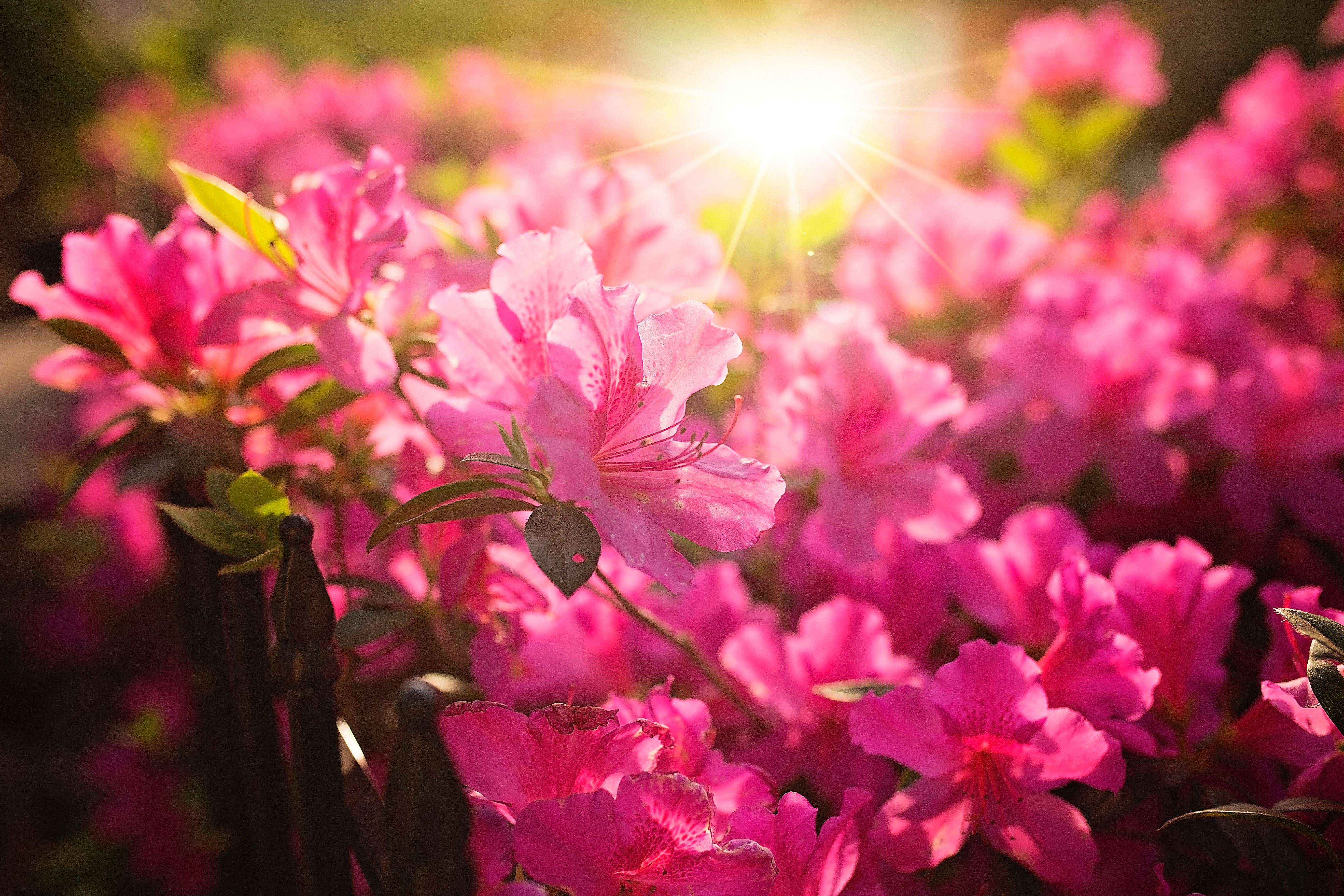 Close-Up Photography of Pink Flowers, Beautiful, Focus, Sun glare, Plant, HQ Photo
