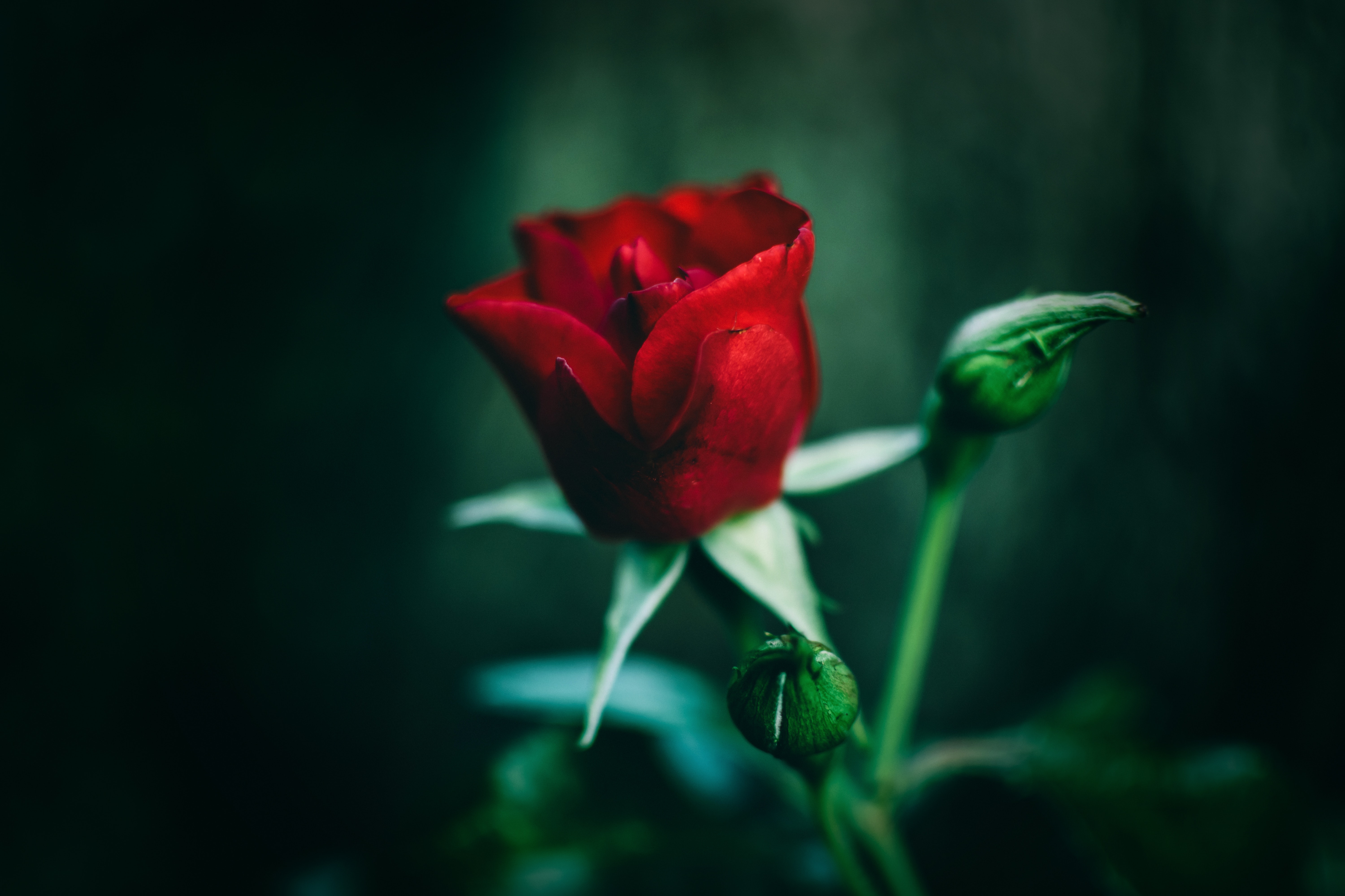 Close-Up Photography of Red Rose, Beautiful, Focus, Red Rose, Plant, HQ Photo
