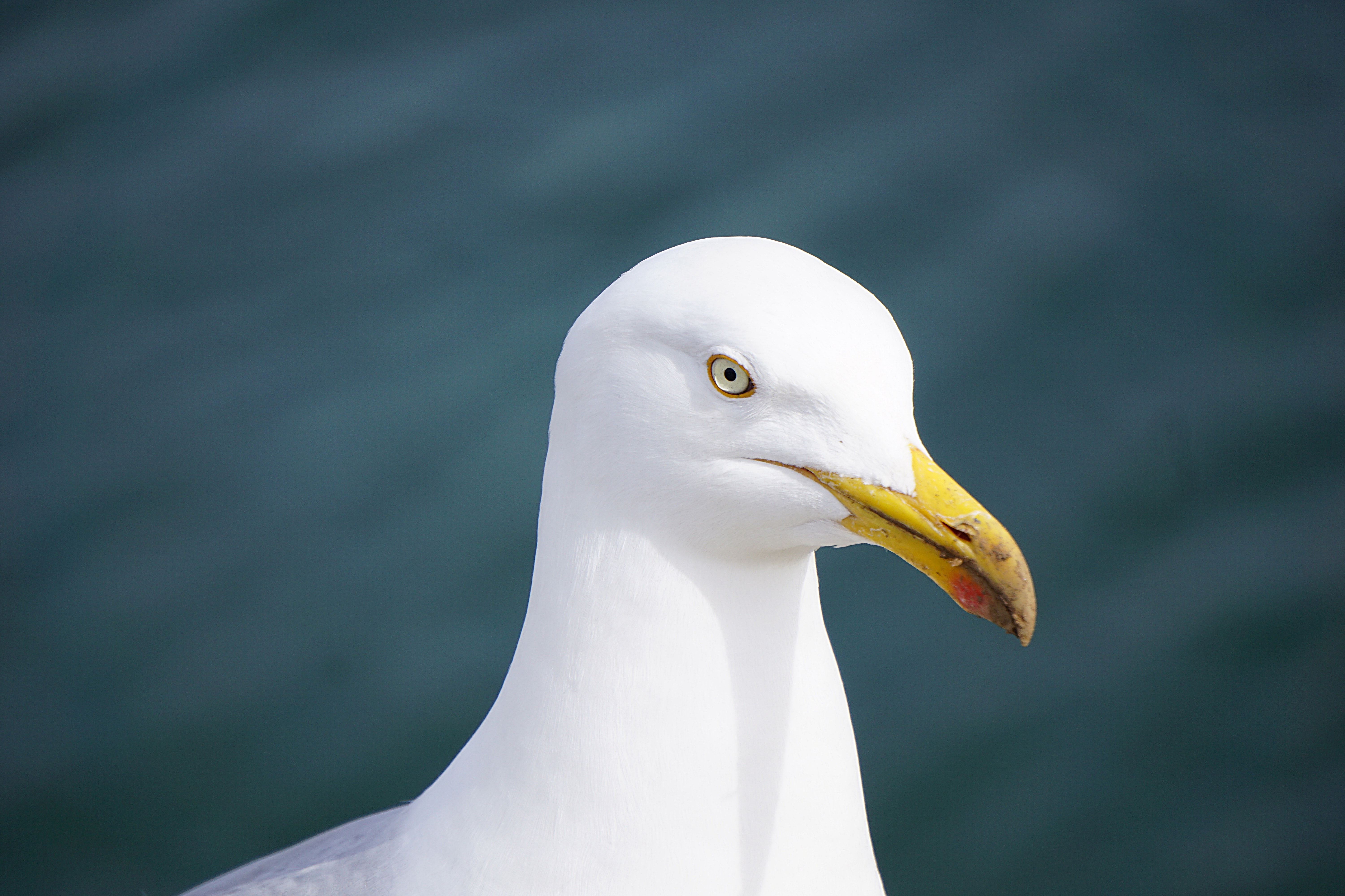 Close up photography of seagull
