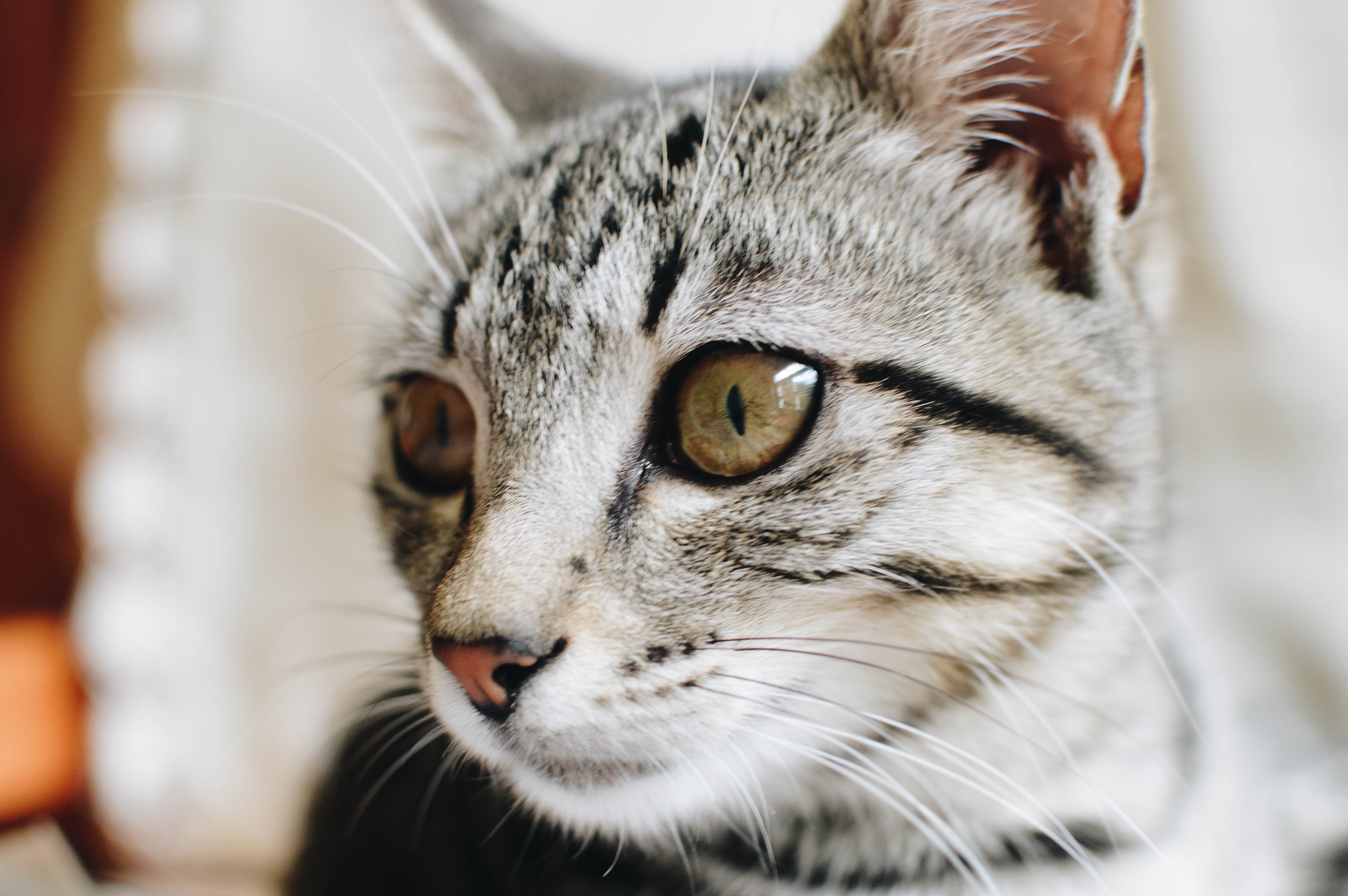 Close-up photography of tabby cat