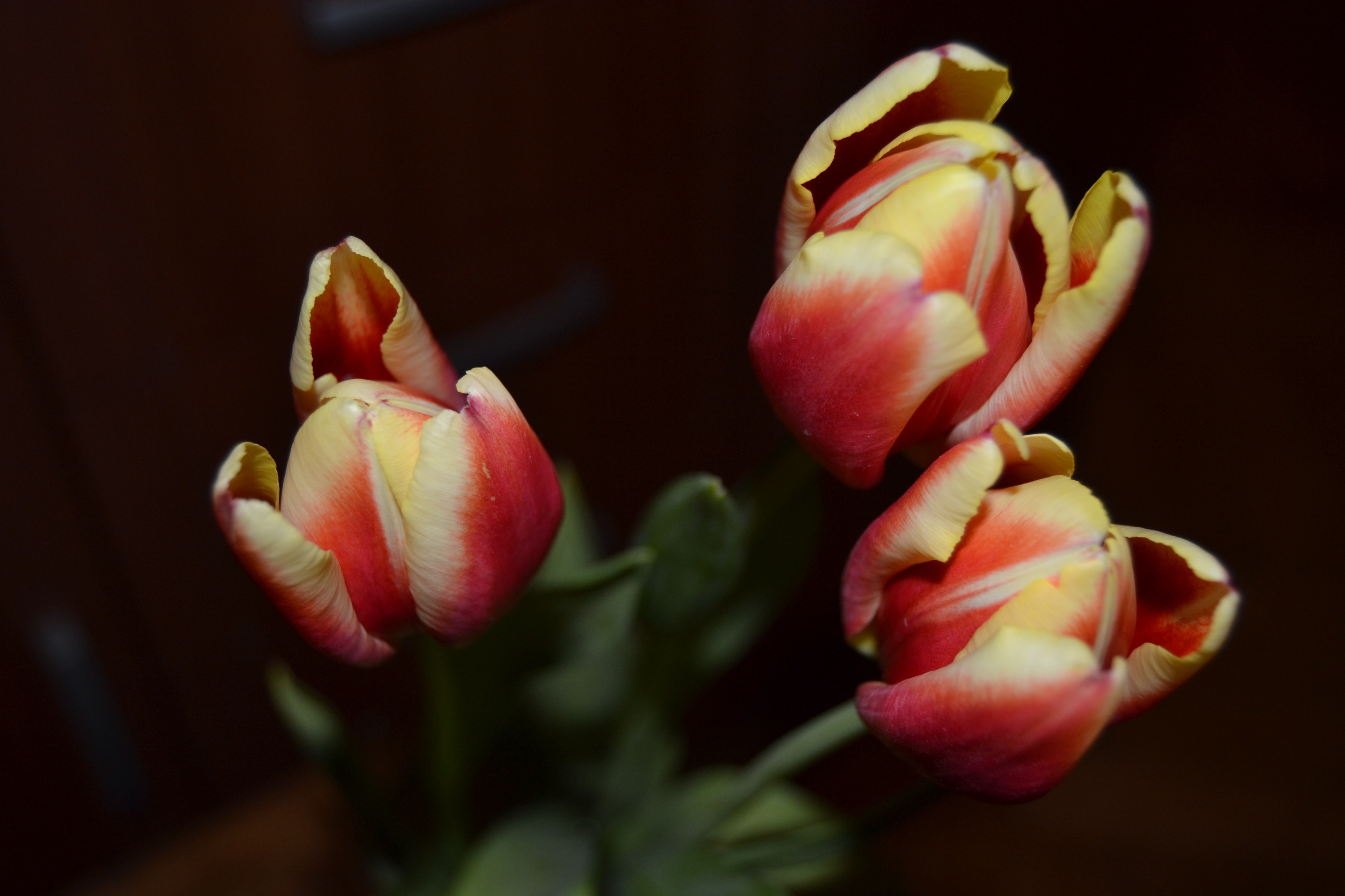 Close-up photography of tulips