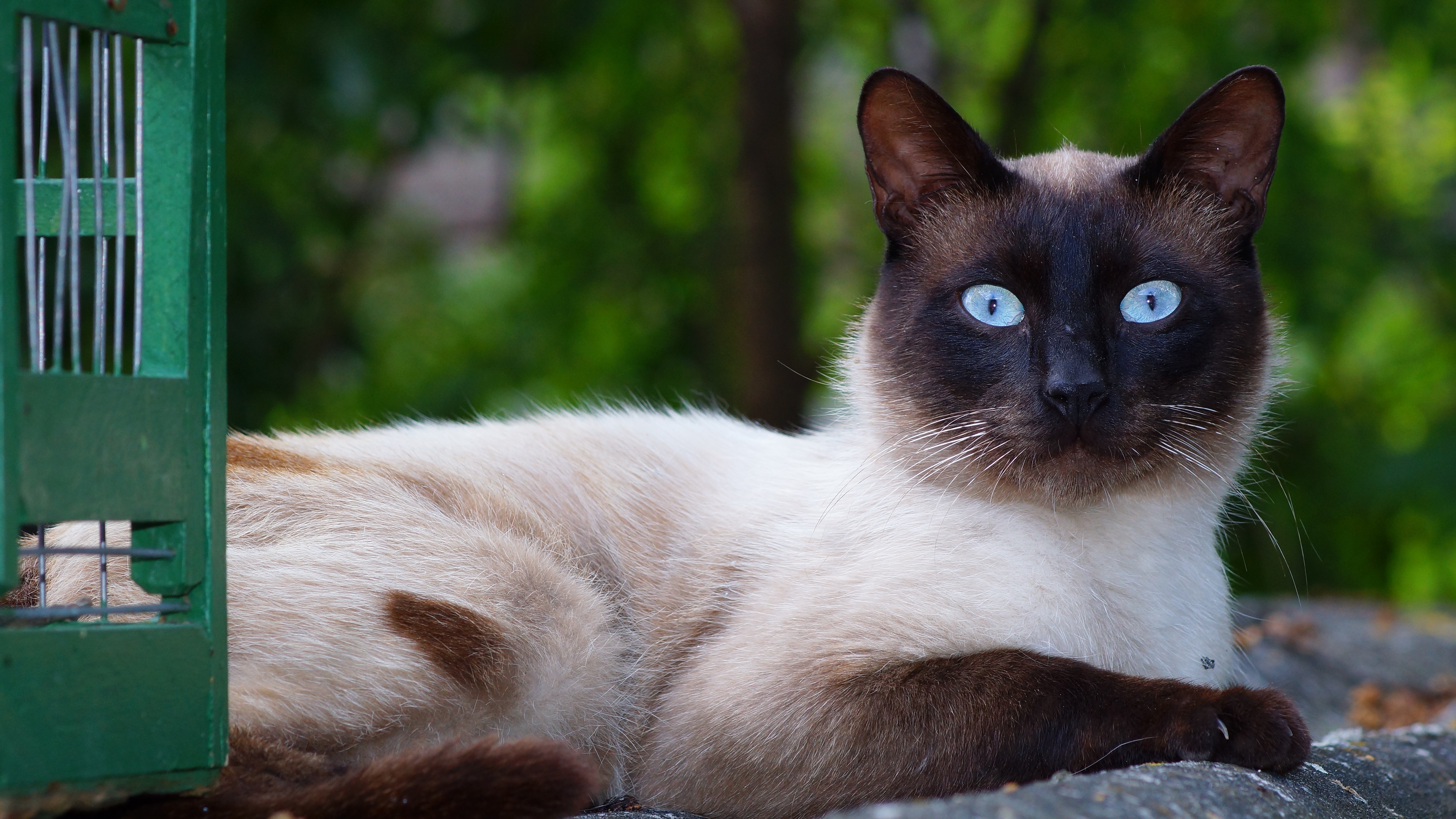 Close-up portrait of cat photo