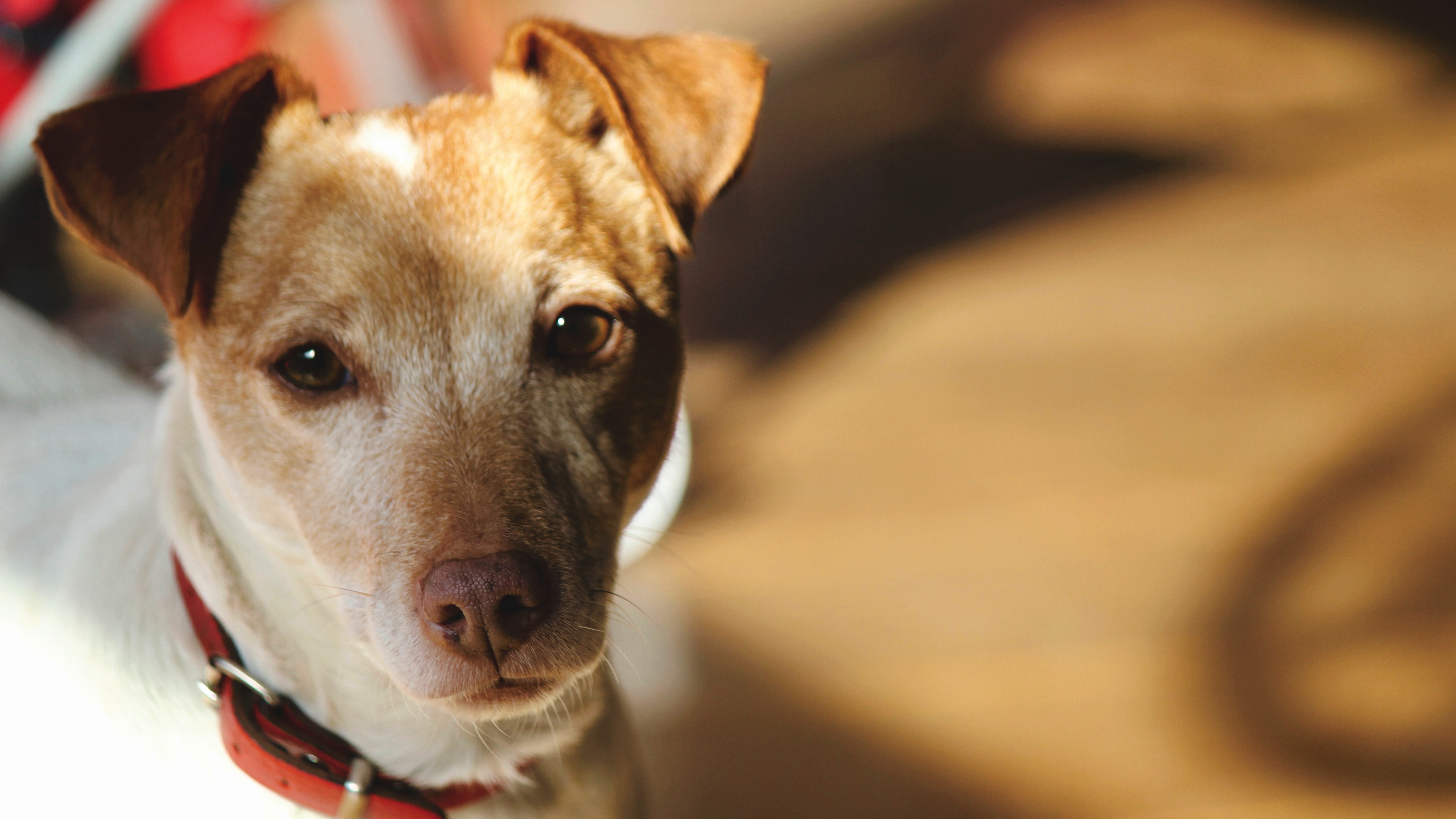 Close-up portrait of dog photo
