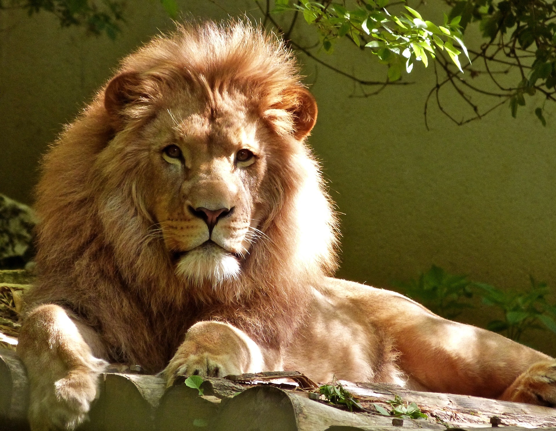 Close-up portrait of lion photo