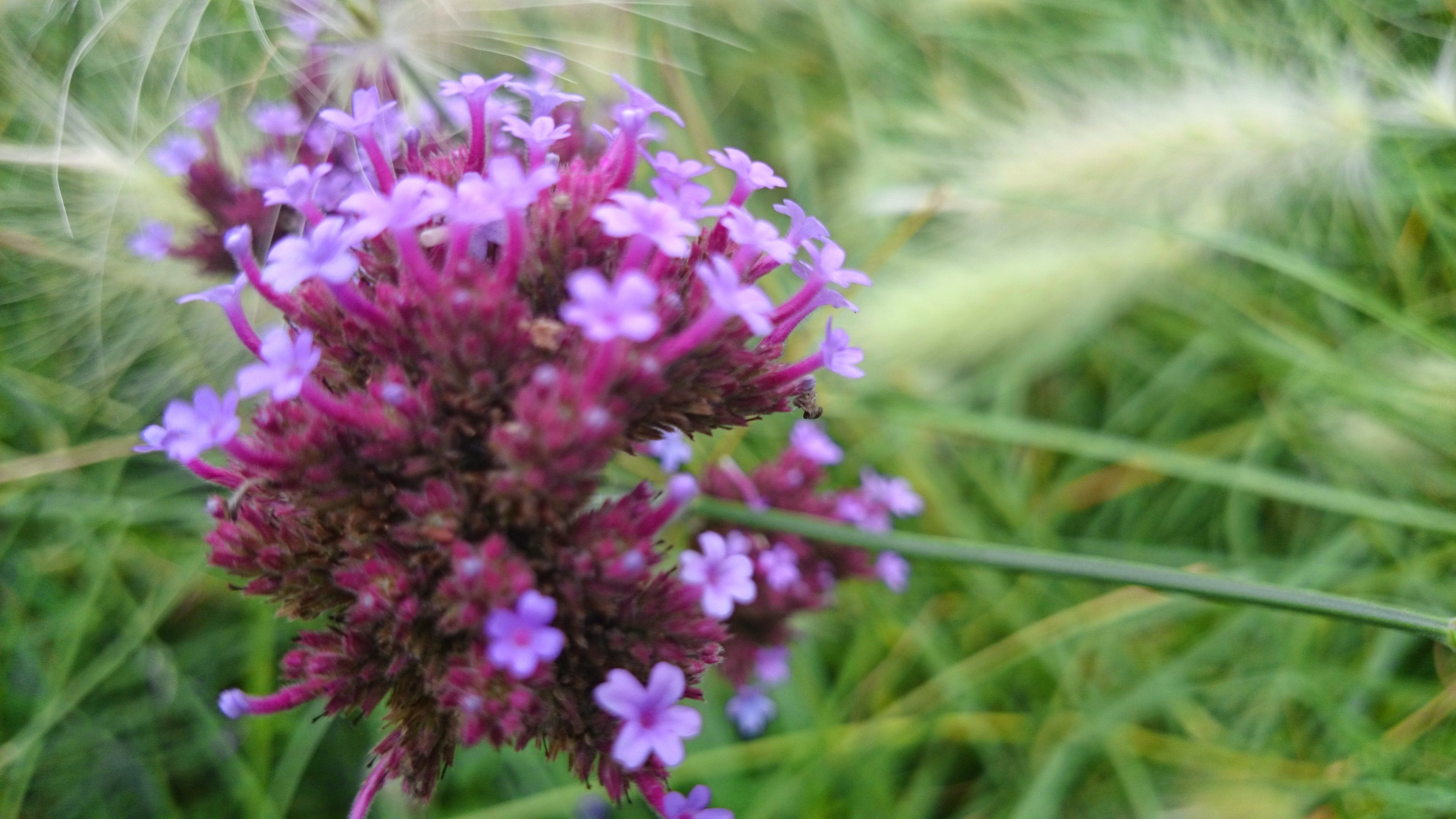 Close up purple flowers photo