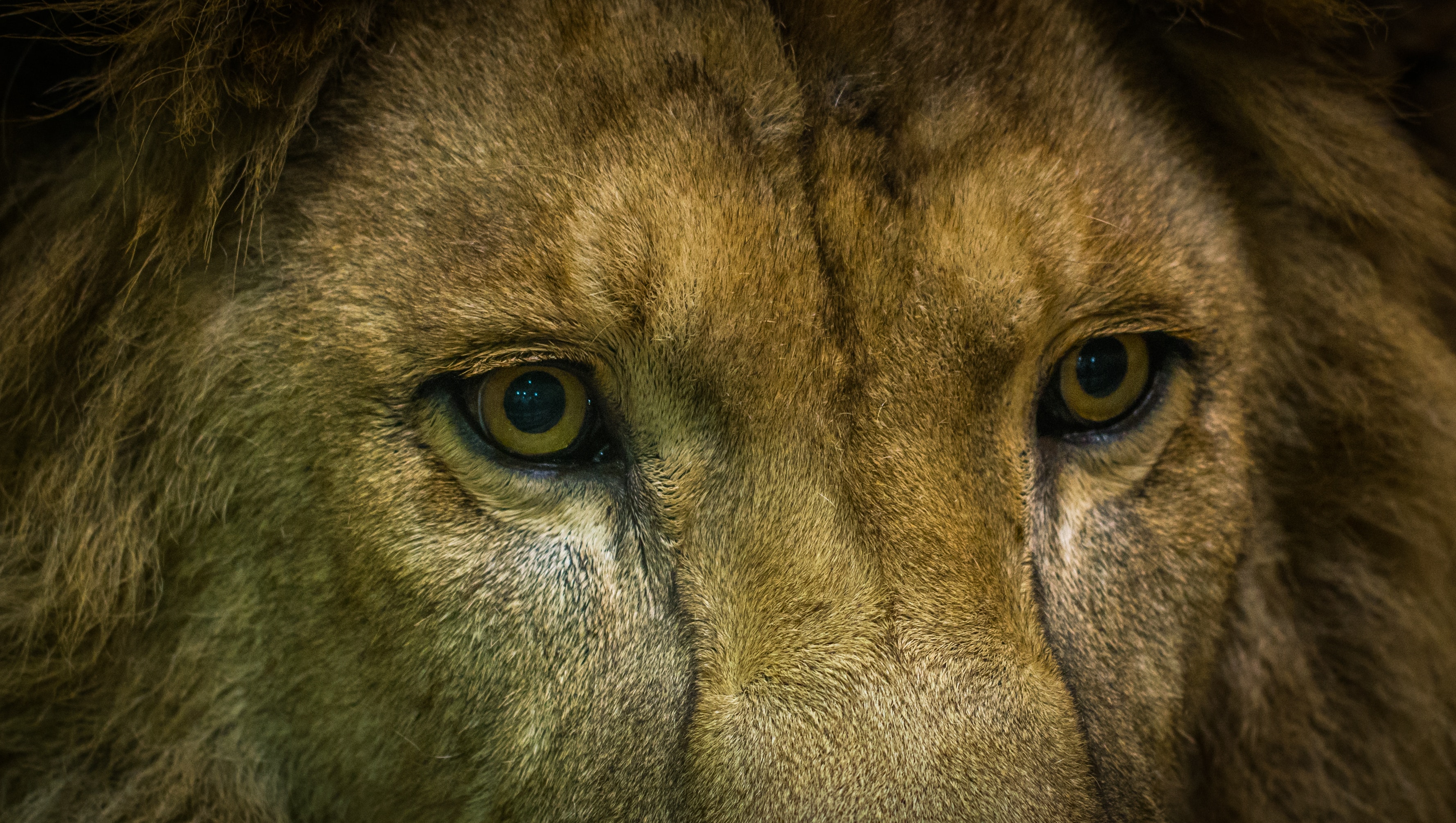 Close-up shot of lion photo