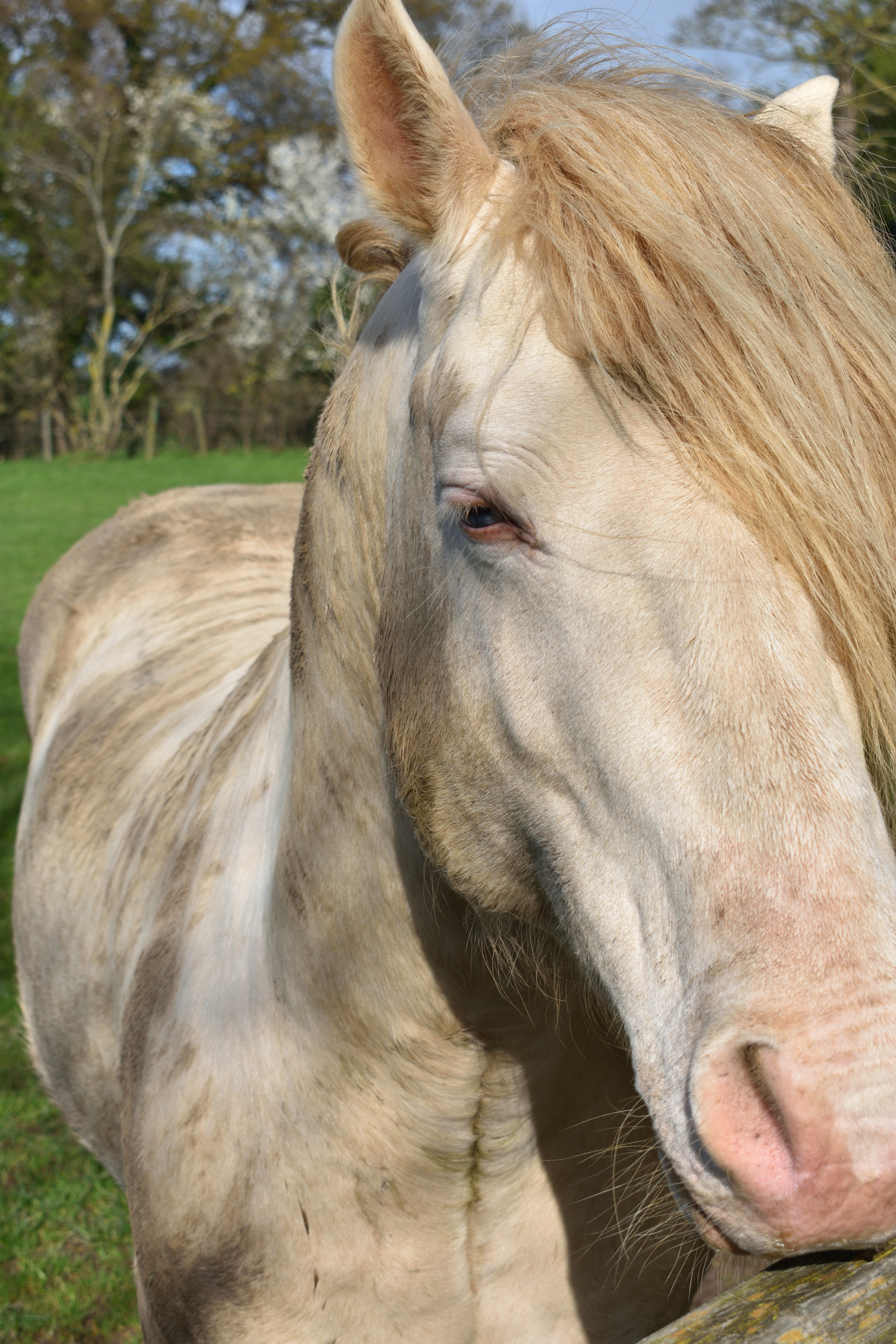 Close up white horse photo