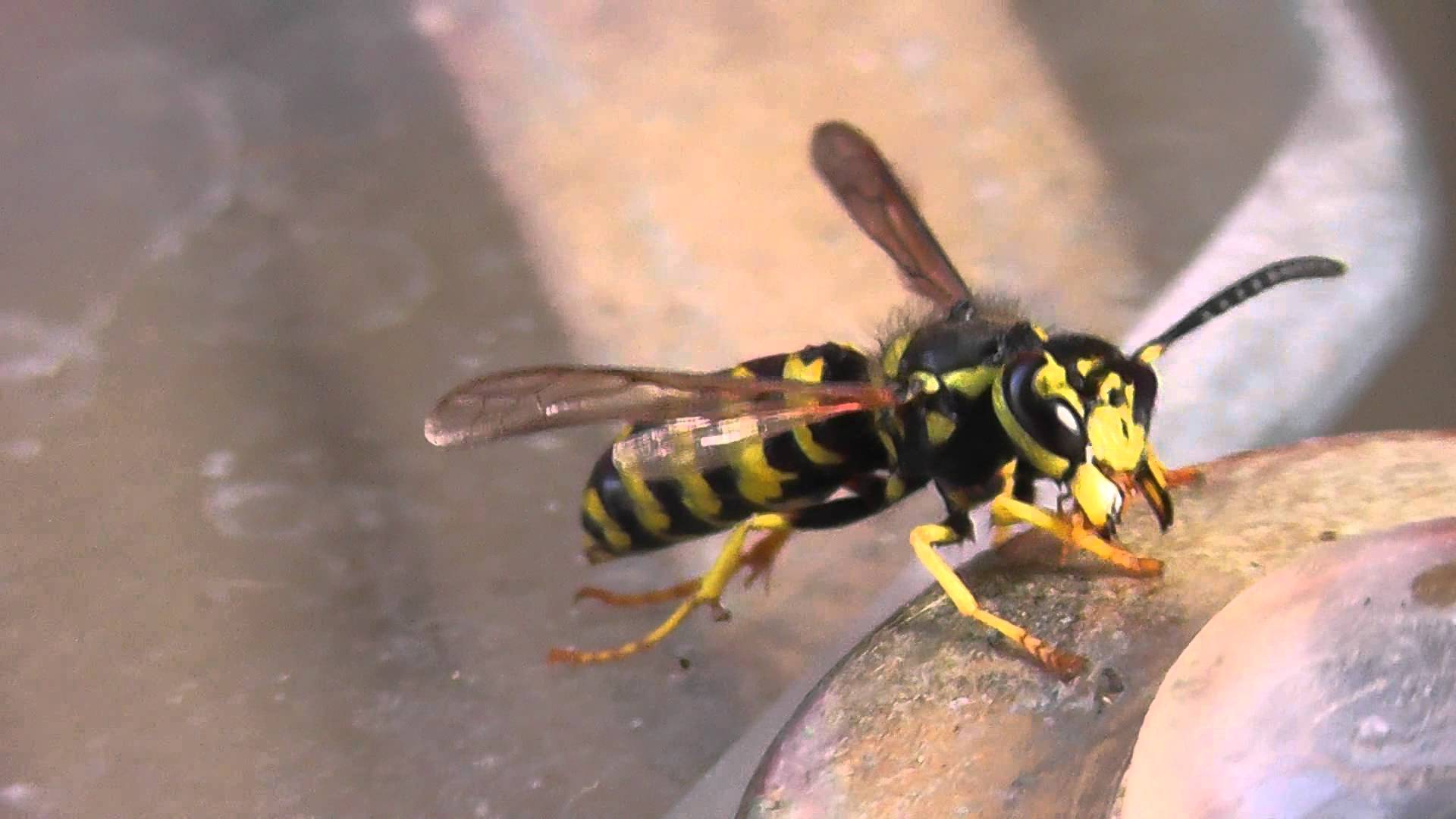 wasp insect bug up close macro hd 1080p - YouTube