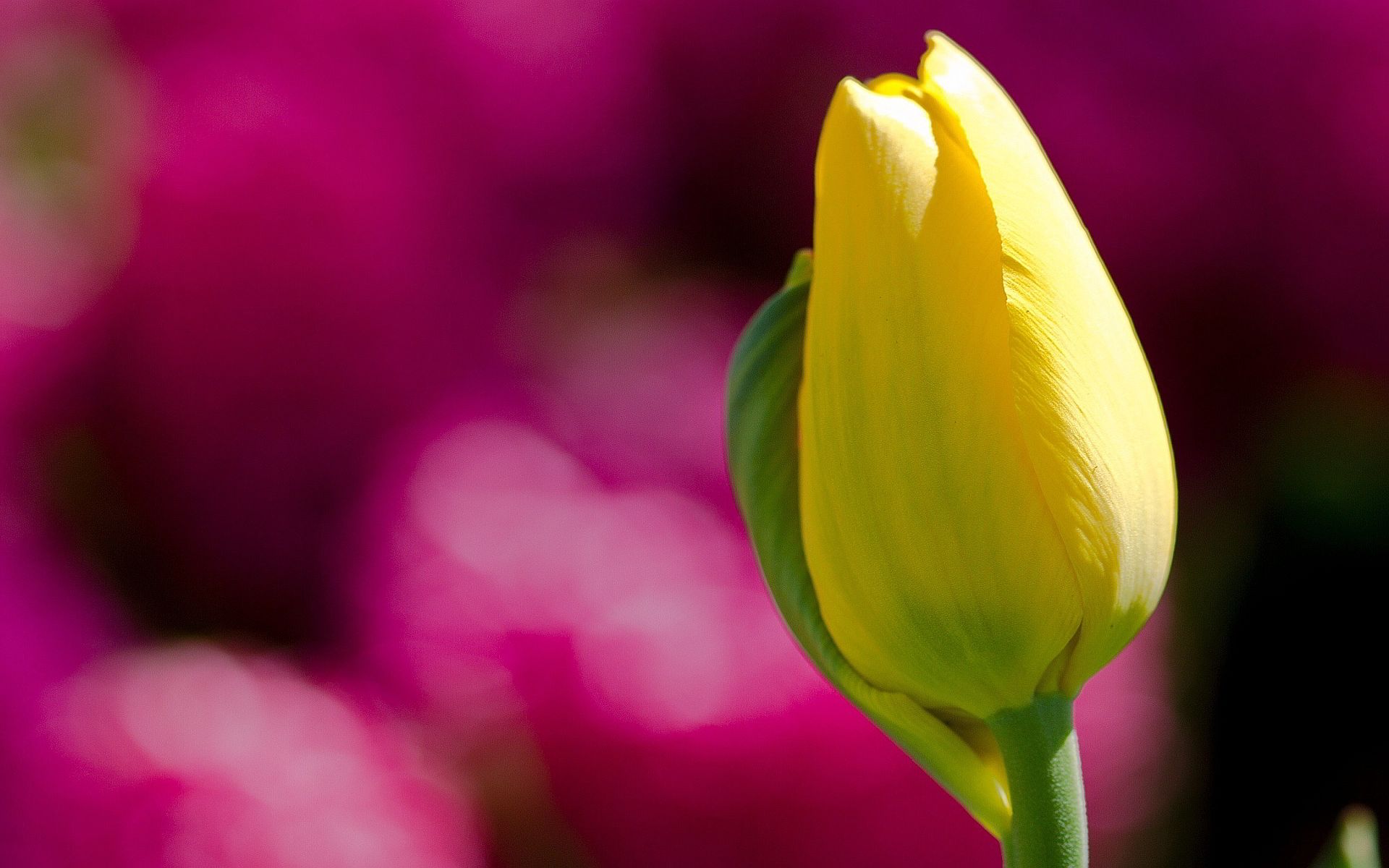 closed yellow tulip | Gardens And Flowers HD Wallpapers | Pinterest ...