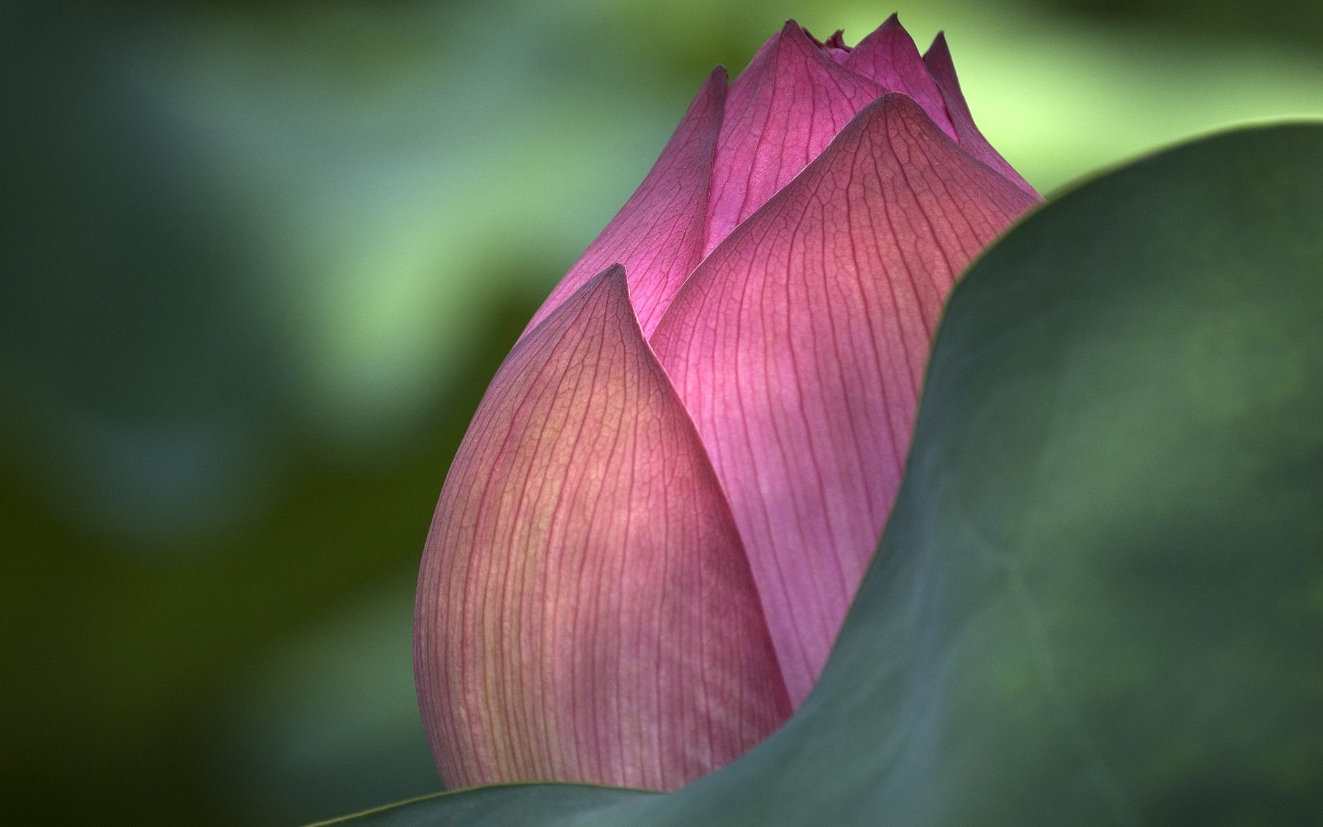 Flowers: Nature Closed Flowers Bud Lotus Flower Wallpaper For Iphone ...