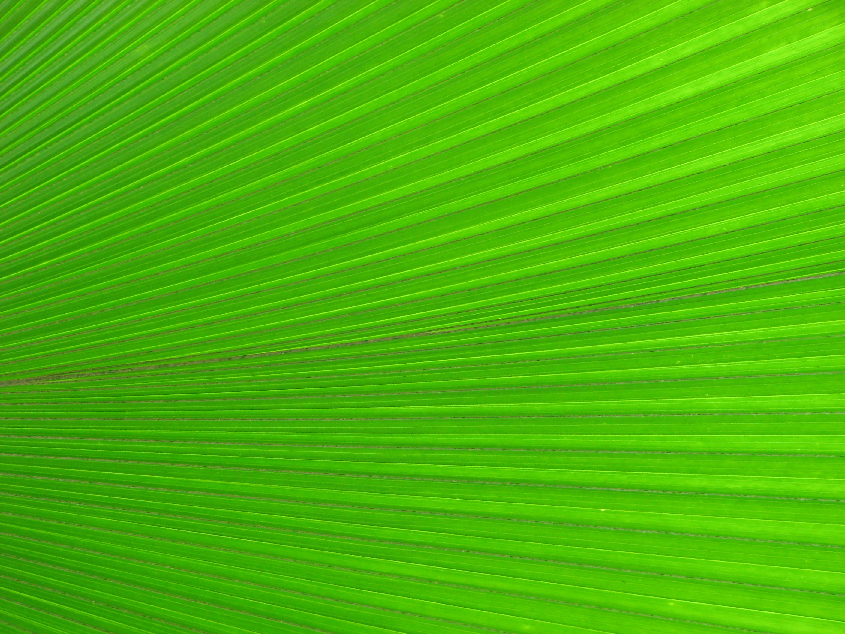 Closeup of a bright green tropical leaf photo