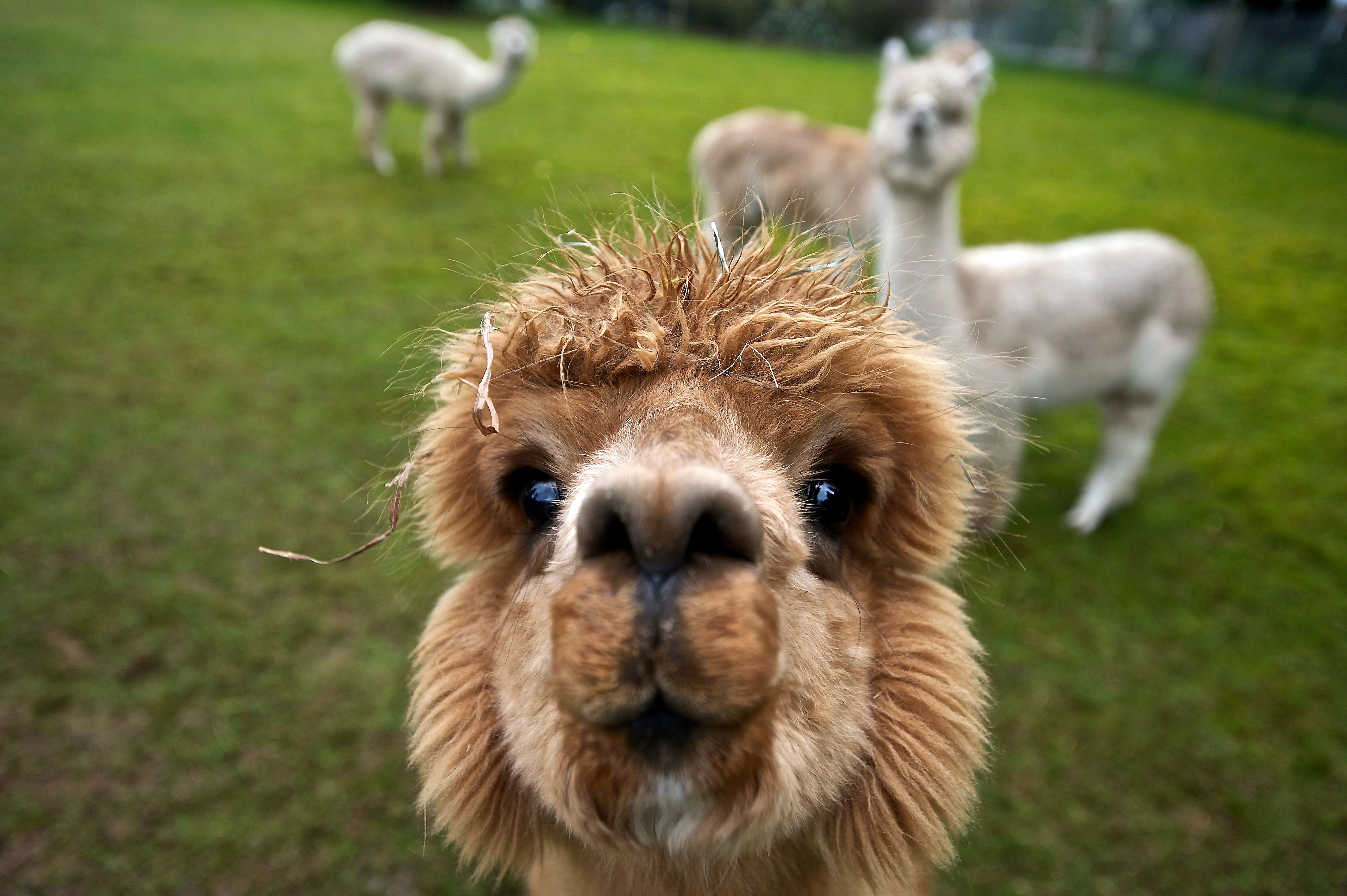 Image result for cute alpaca wallpaper | Alpaca Love | Pinterest ...