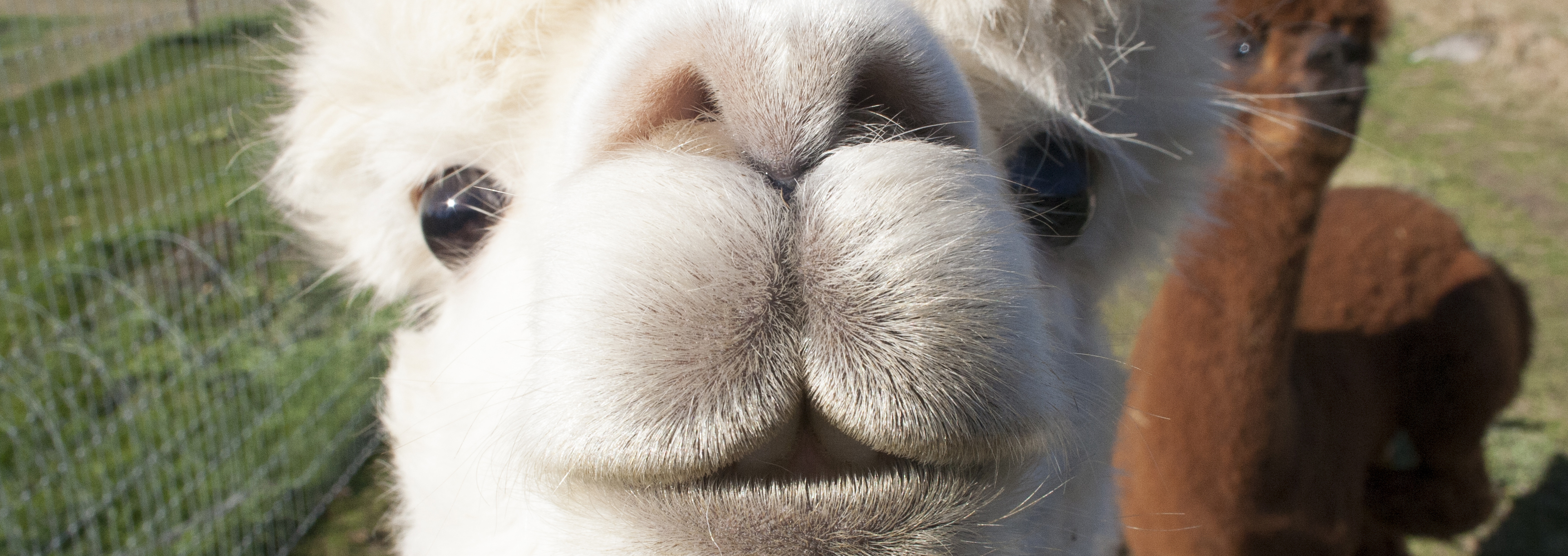 Close-up of alpaca photo