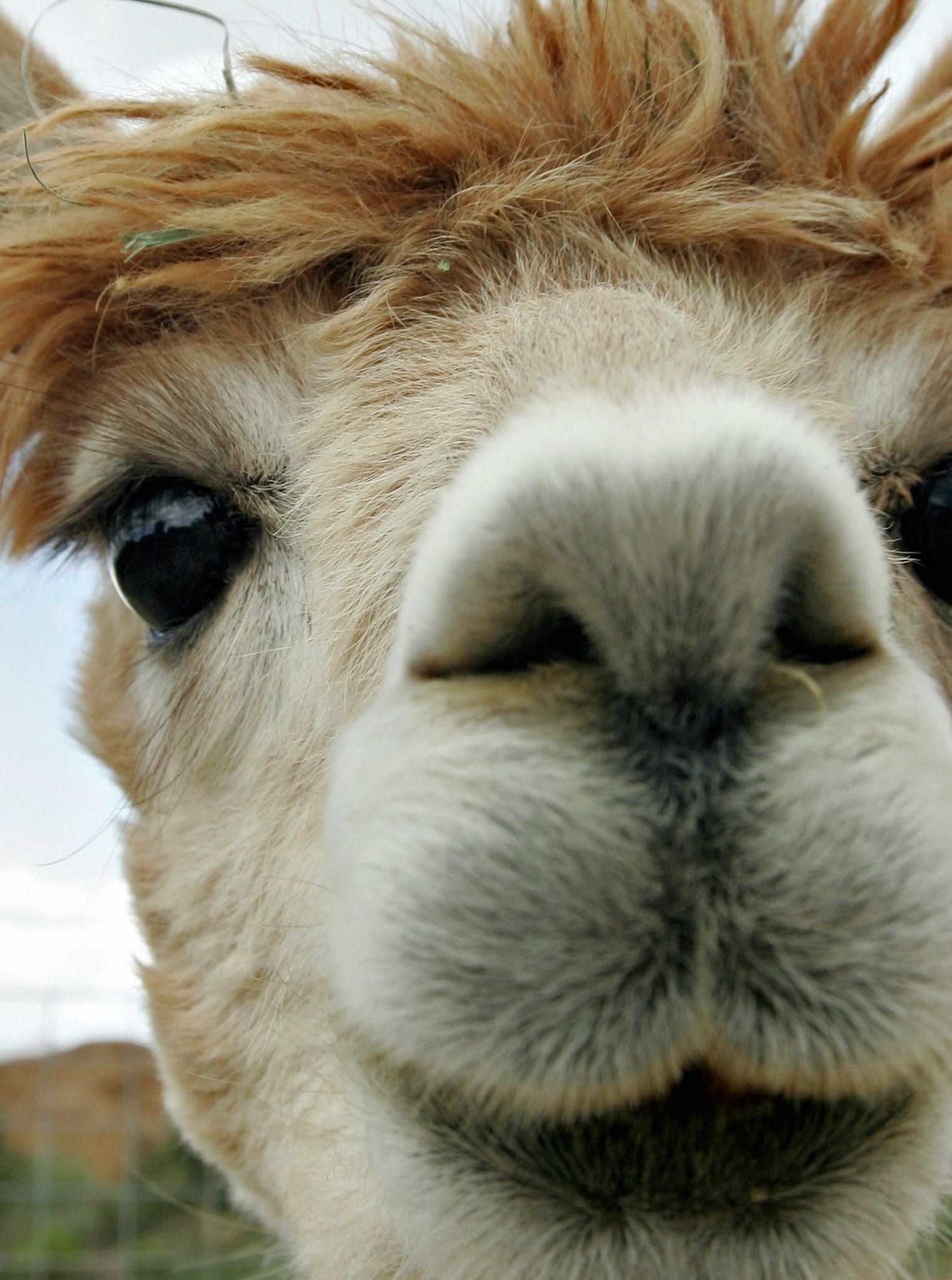 look at the beautiful eyes of an alpaca! | Stuff I like | Pinterest ...