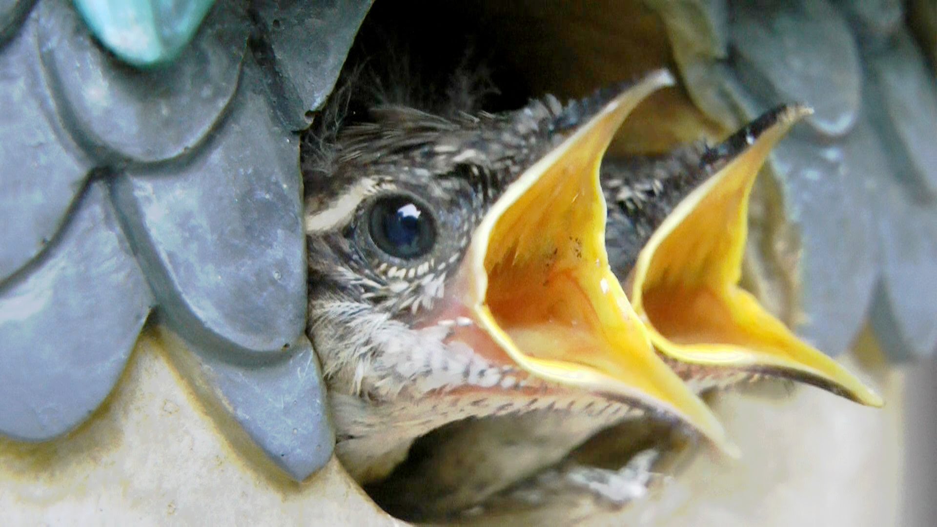 Feeding Baby Birds Close Up FYV 1080 HD - YouTube