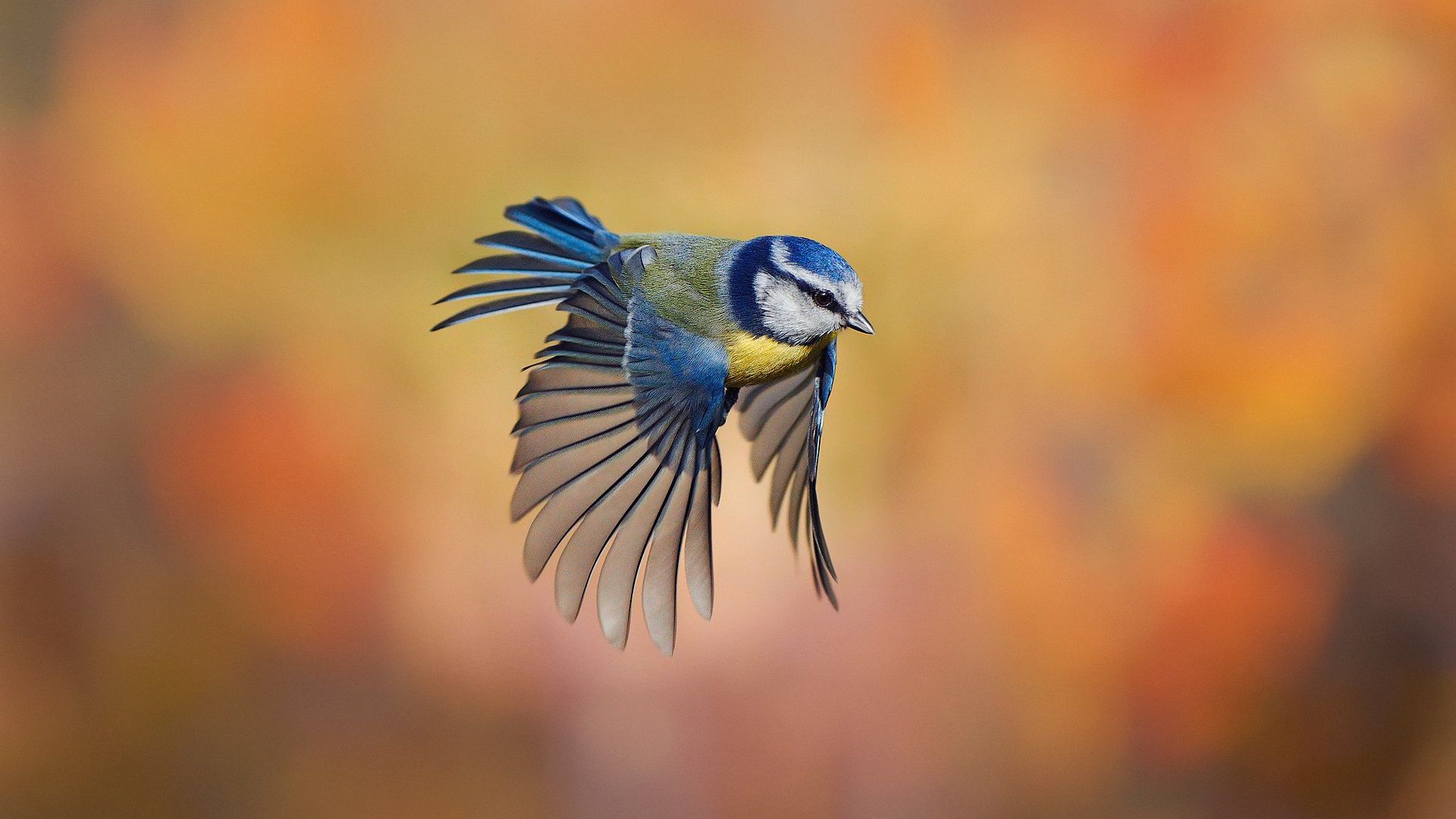 Bird close-up, chickadee flying, blur background wallpaper 1920x1080 ...