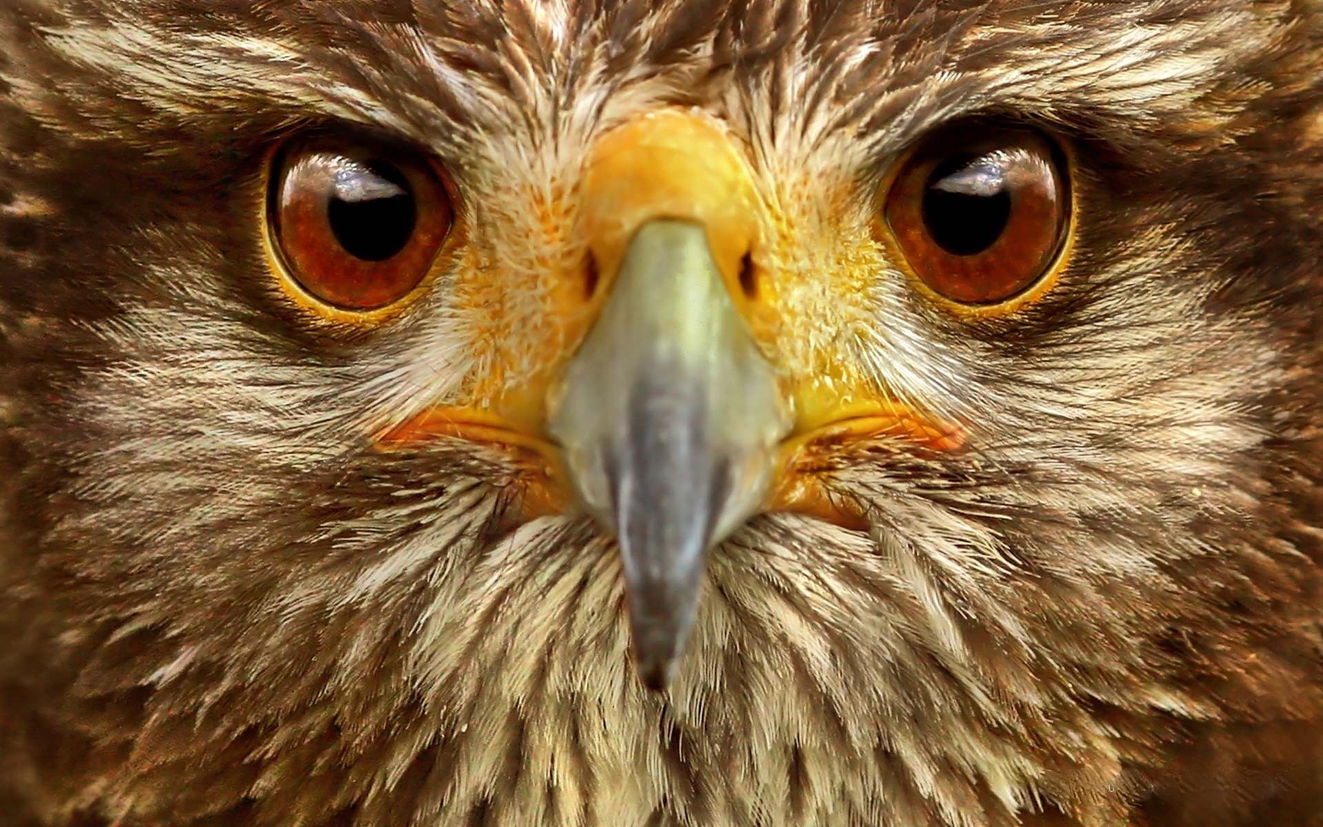 Closeup Pic of Bird Eagle Eye High Qaulity Image | HD Famous Wallpapers