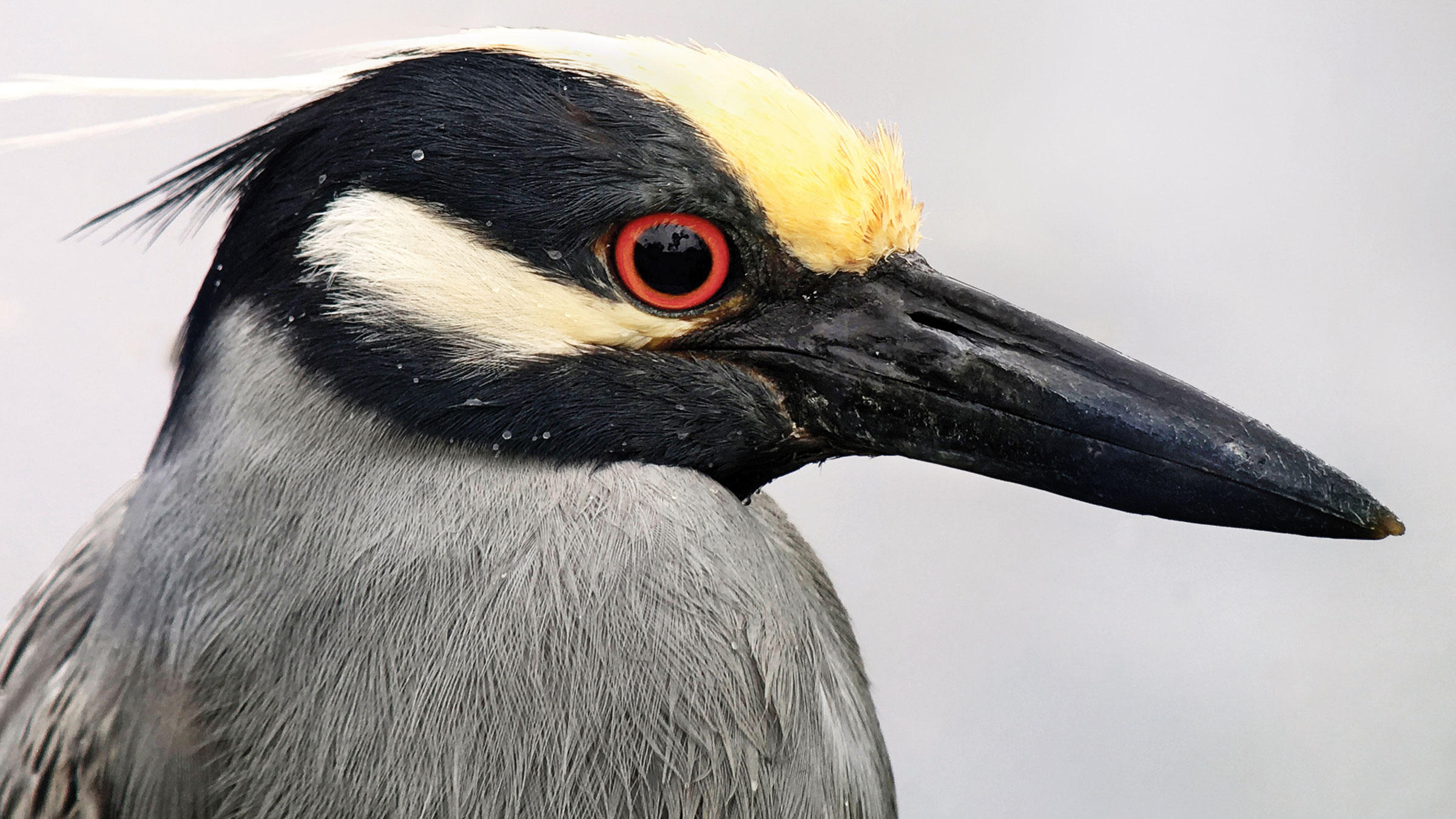 How to Photograph Birds With a Smartphone | Audubon