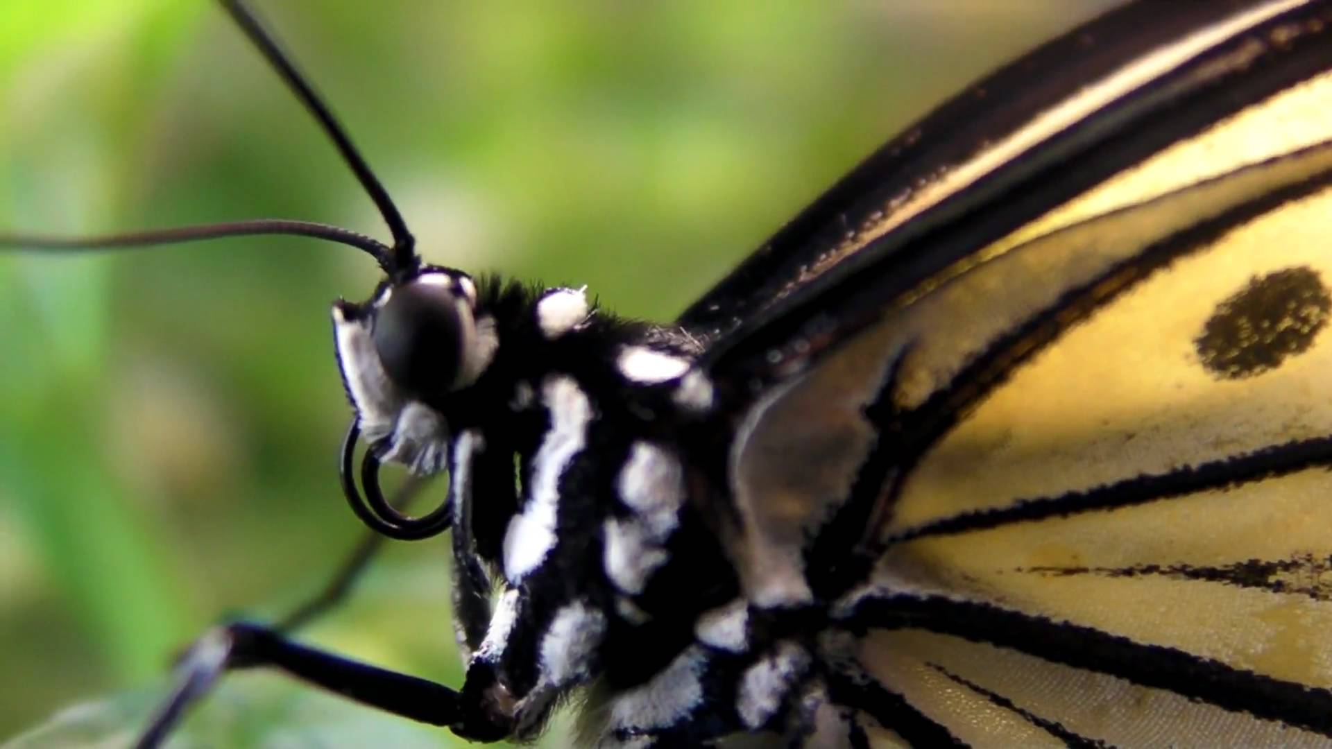 butterfly up close macro head shot - YouTube