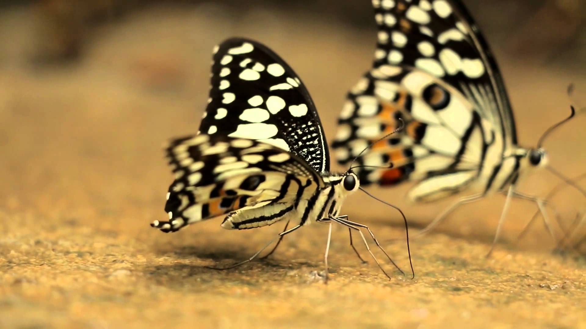 Zwei Schmetterlinge - Falter - Makro [HD Stock Video Footage | HD ...