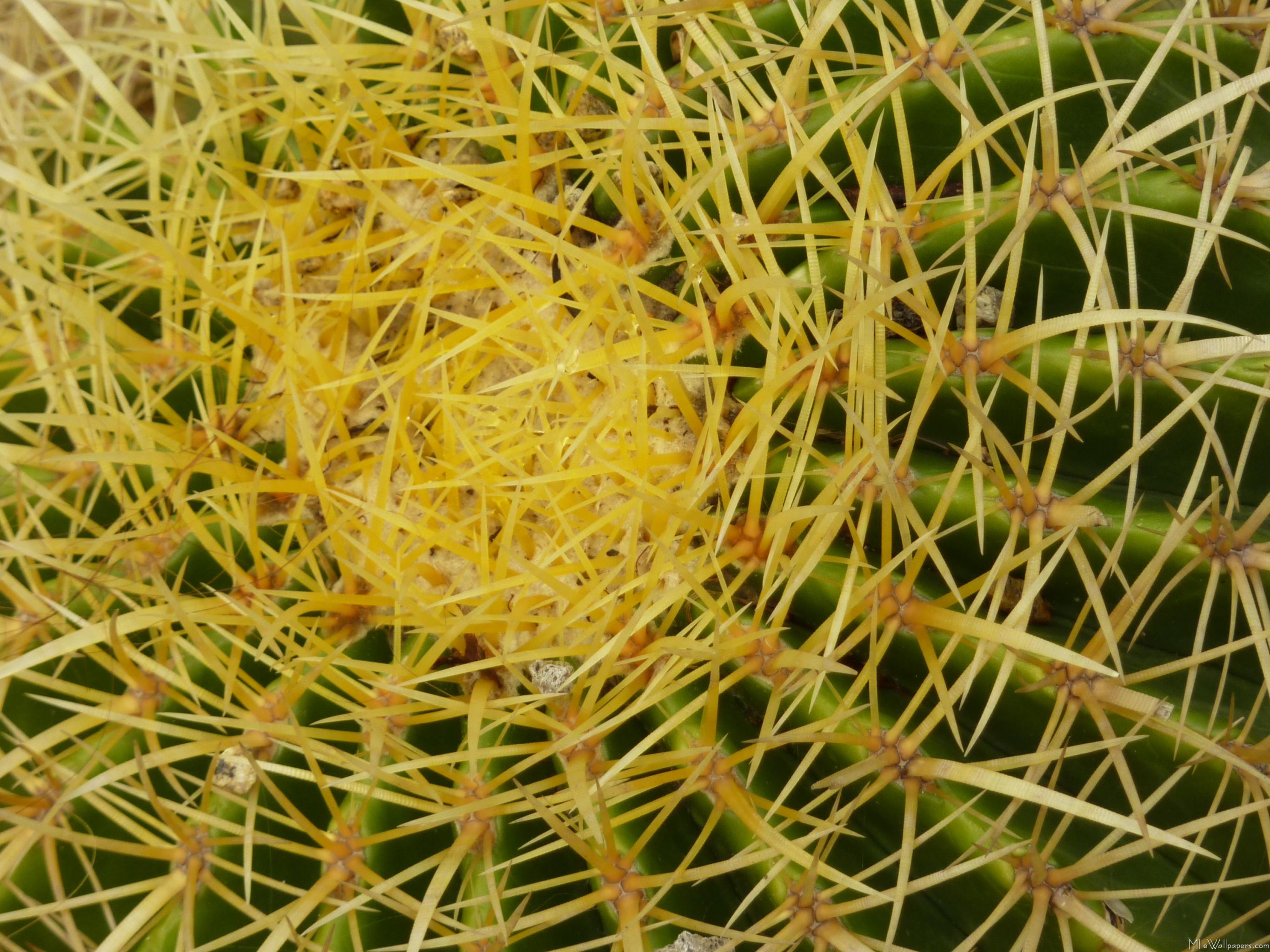 MLeWallpapers.com - Barrel Cactus Closeup