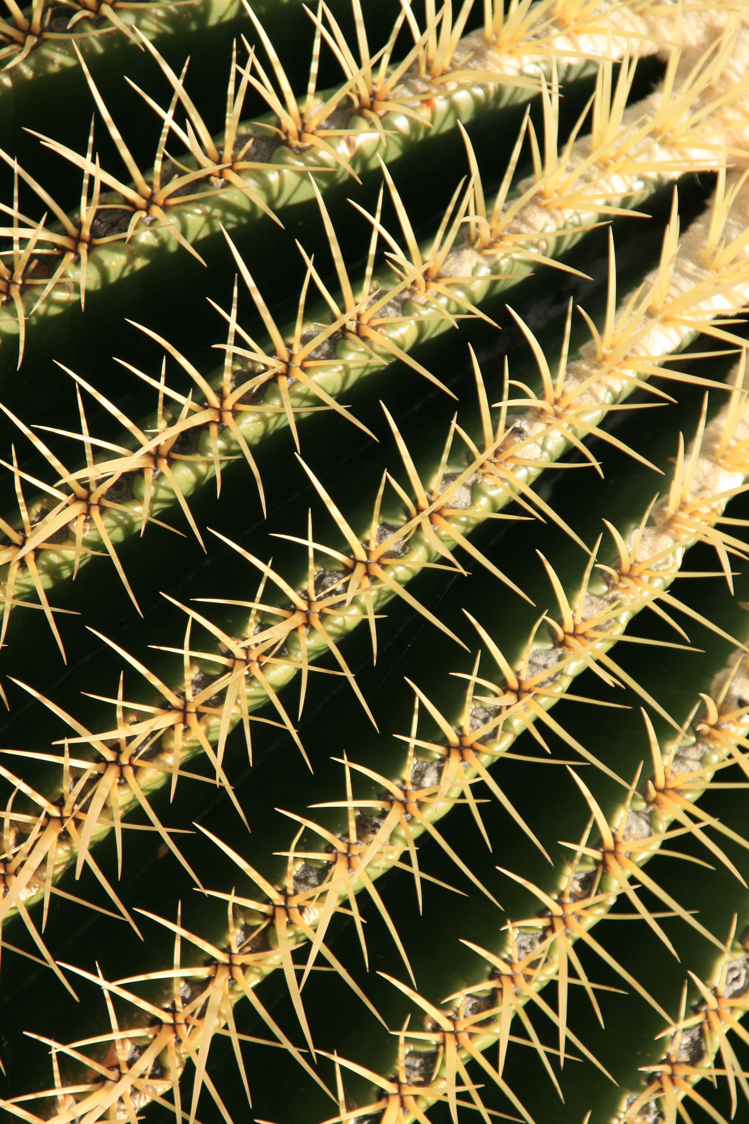 File:Cactus close-up, but dont get too close, ouch! (3225490111).jpg ...