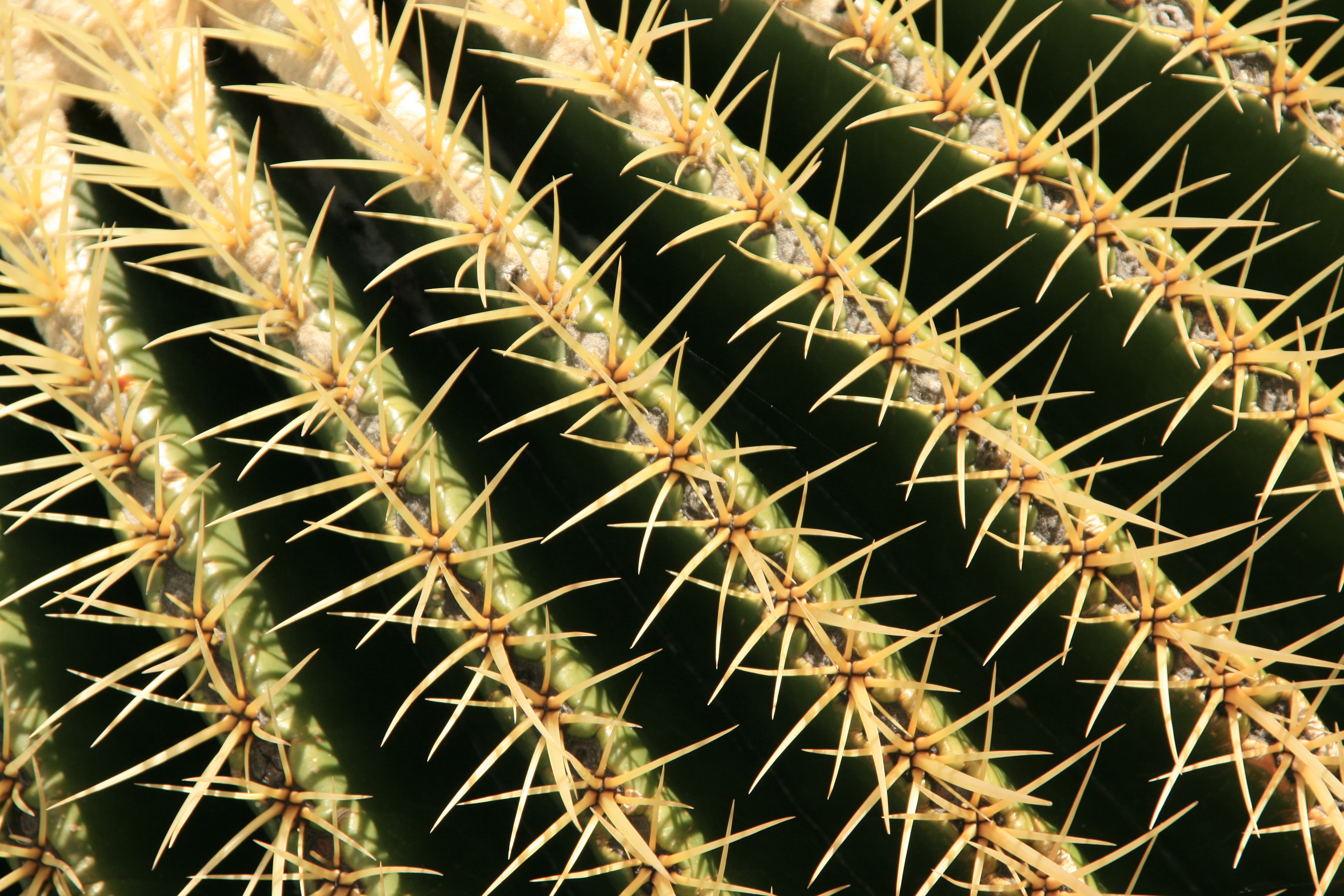 File:Cactus close-up, but dont get too close, ouch! (3225490111).jpg ...