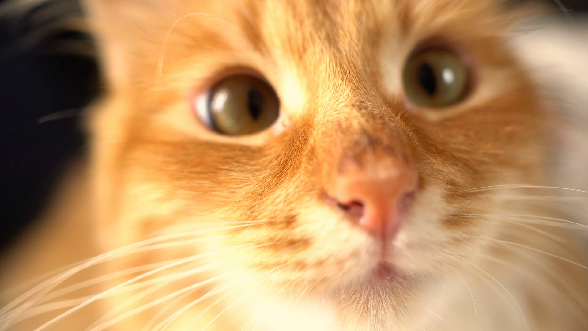 Closeup of funny Cat Face -with curious looking at cam Stock Video ...