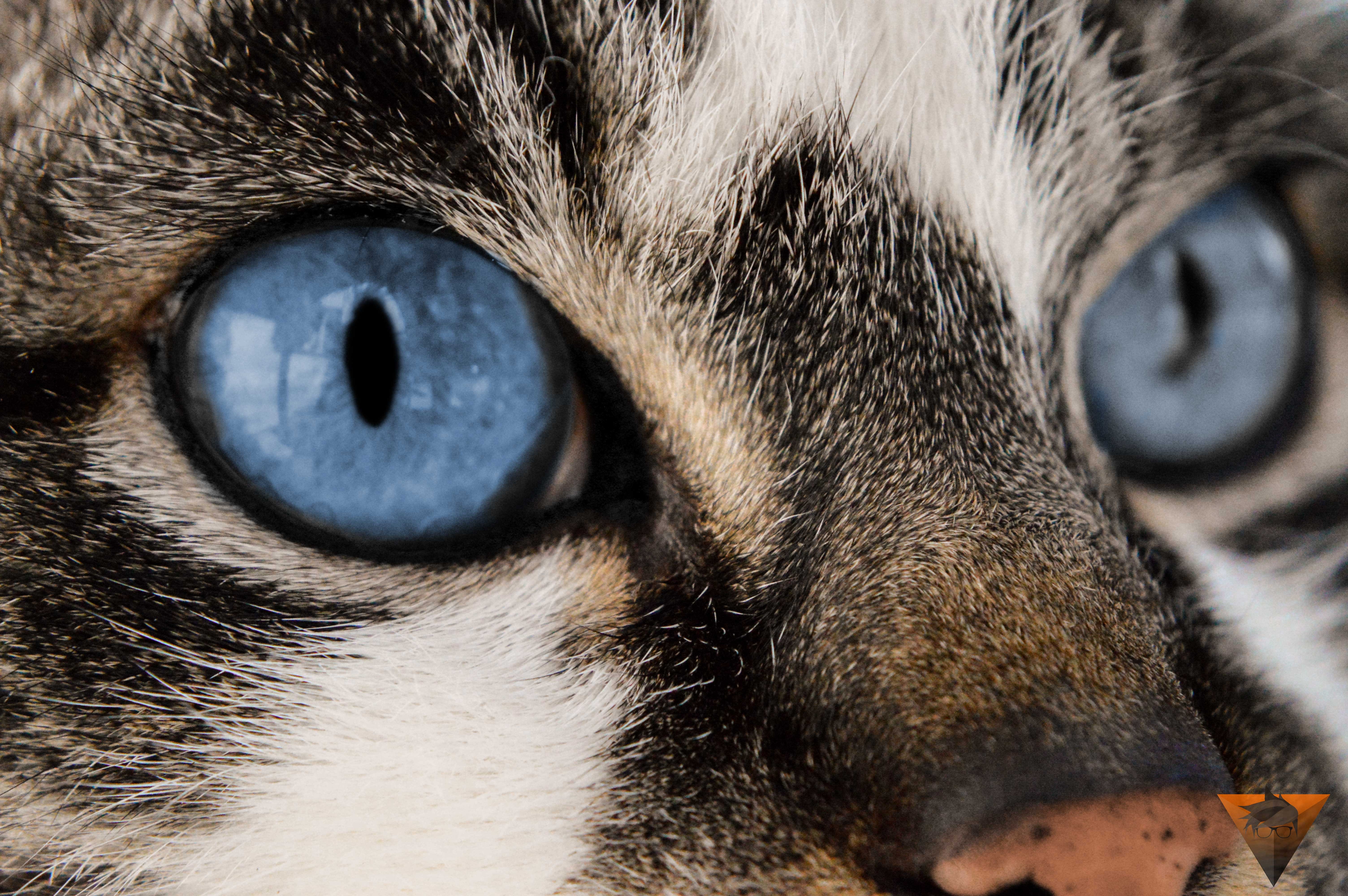 Close-up Photography of Cat · Free Stock Photo