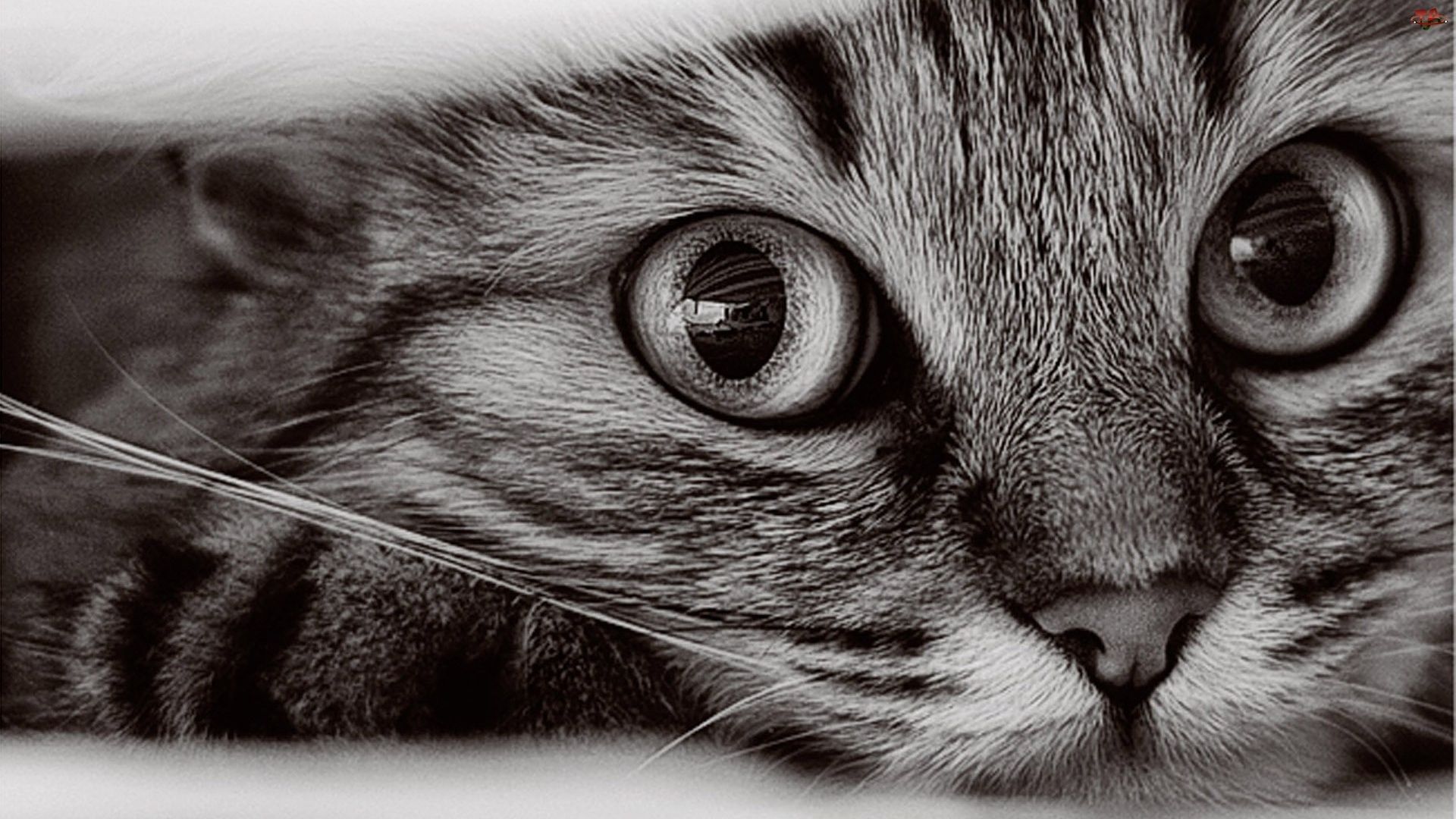 Cat Wallpapers 1920x1080 Group (94+)