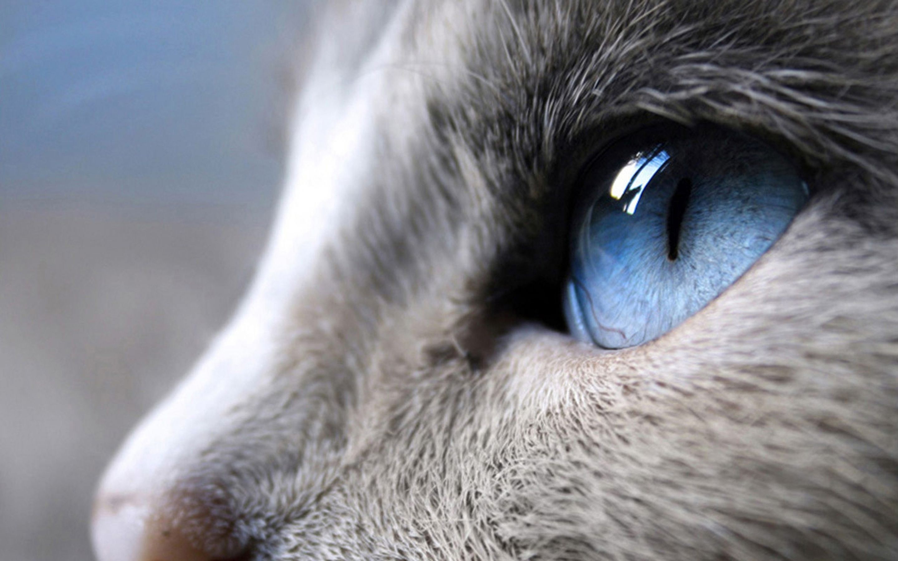 cat-eye-profile-view-close-up-animal-13636.jpg (2880×1800) | Cool ...