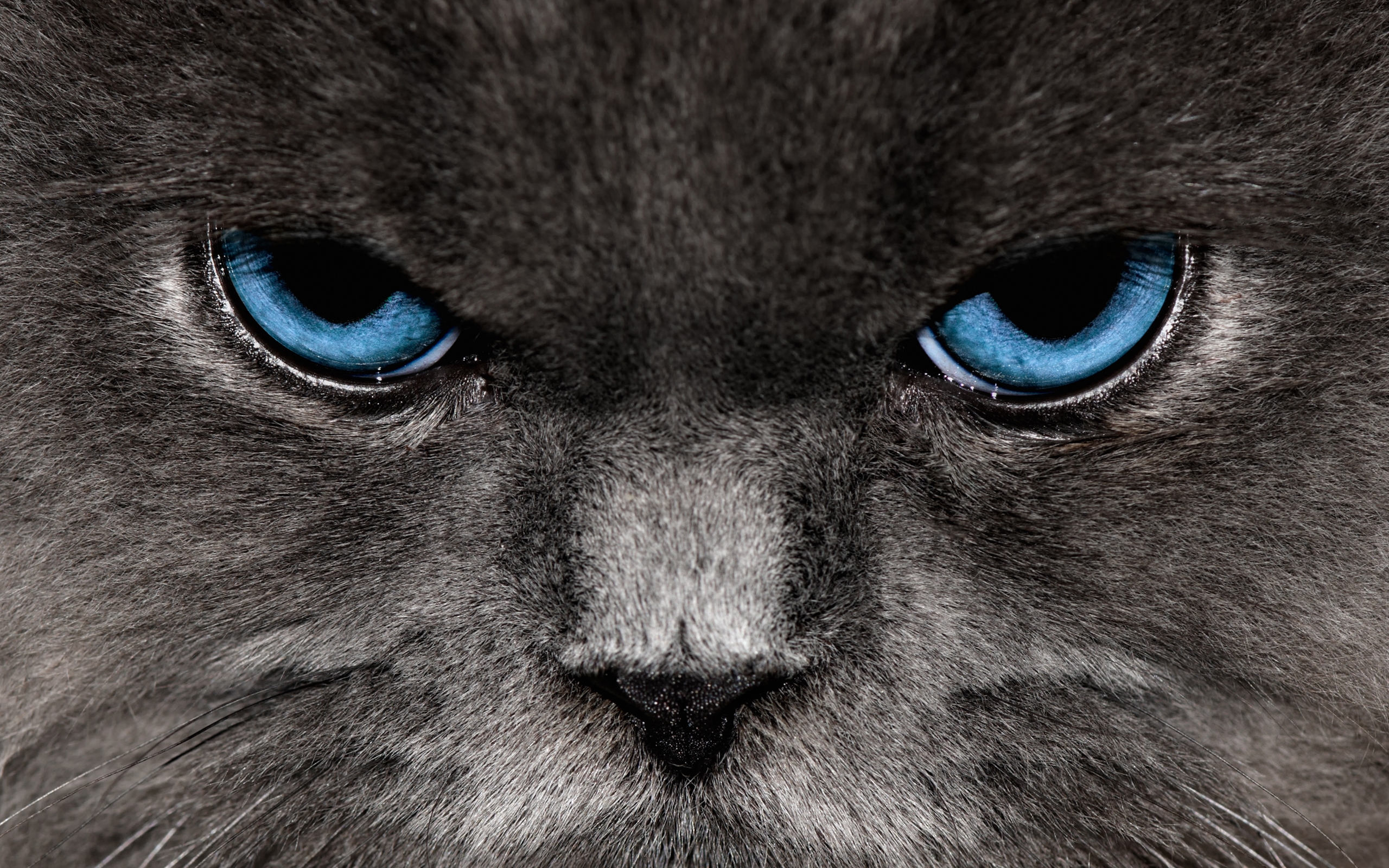 closeup cats blue eyes cat eyes 2560x1600 wallpaper High Quality ...