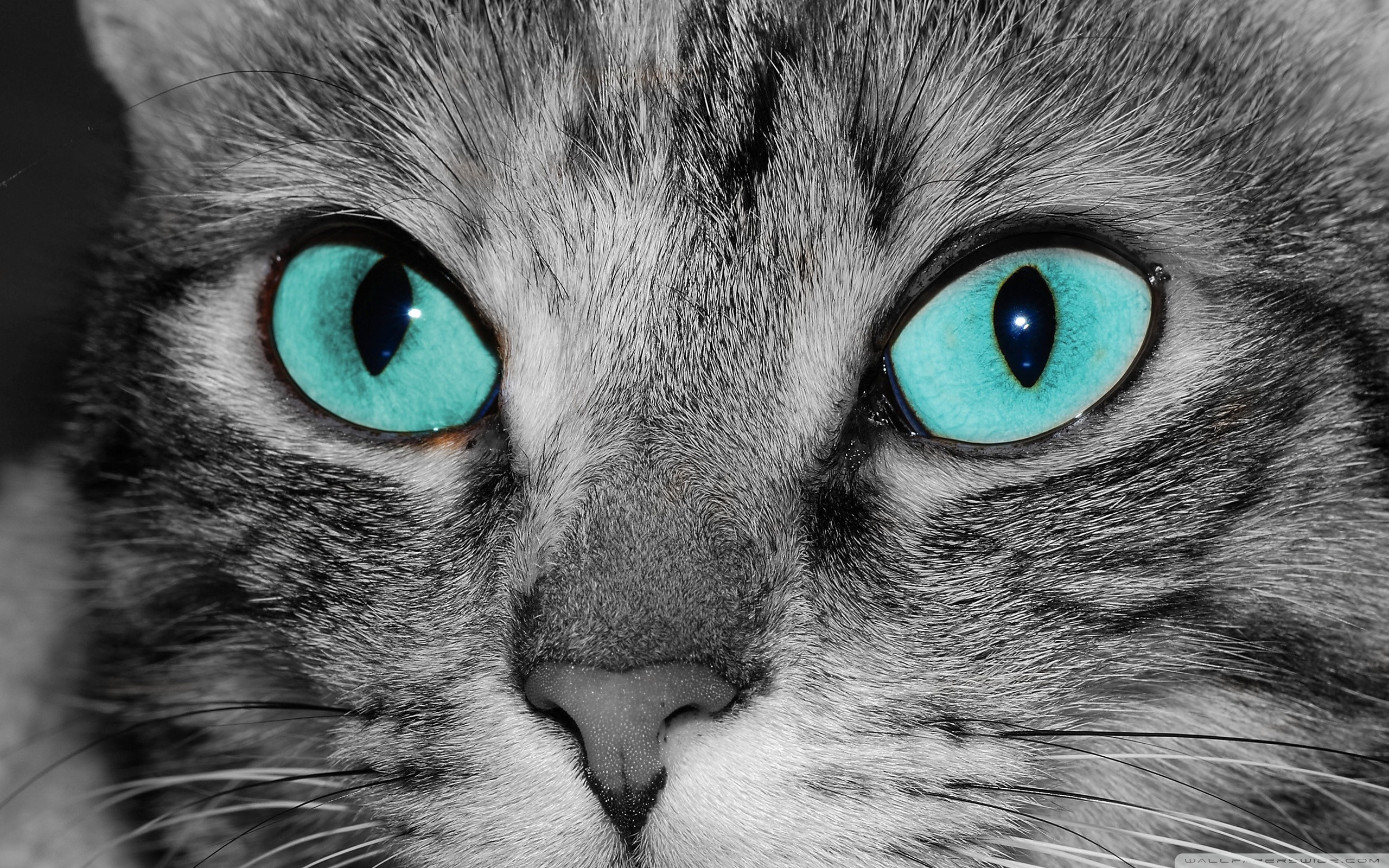 Close Up Of A Grey Tabby Cat Face ❤ 4K HD Desktop Wallpaper for 4K ...