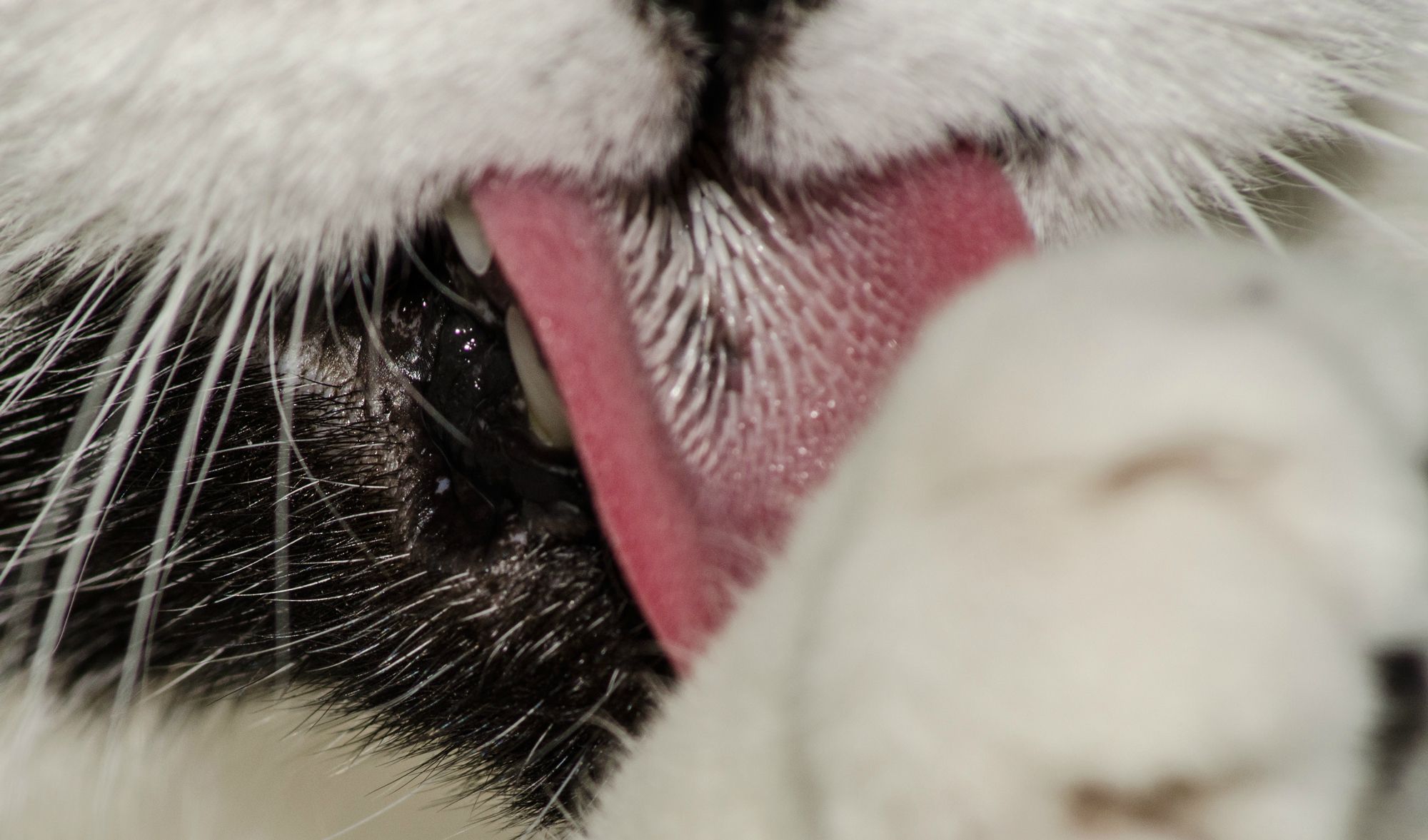 Close up of a cat's tongue. - Imgur