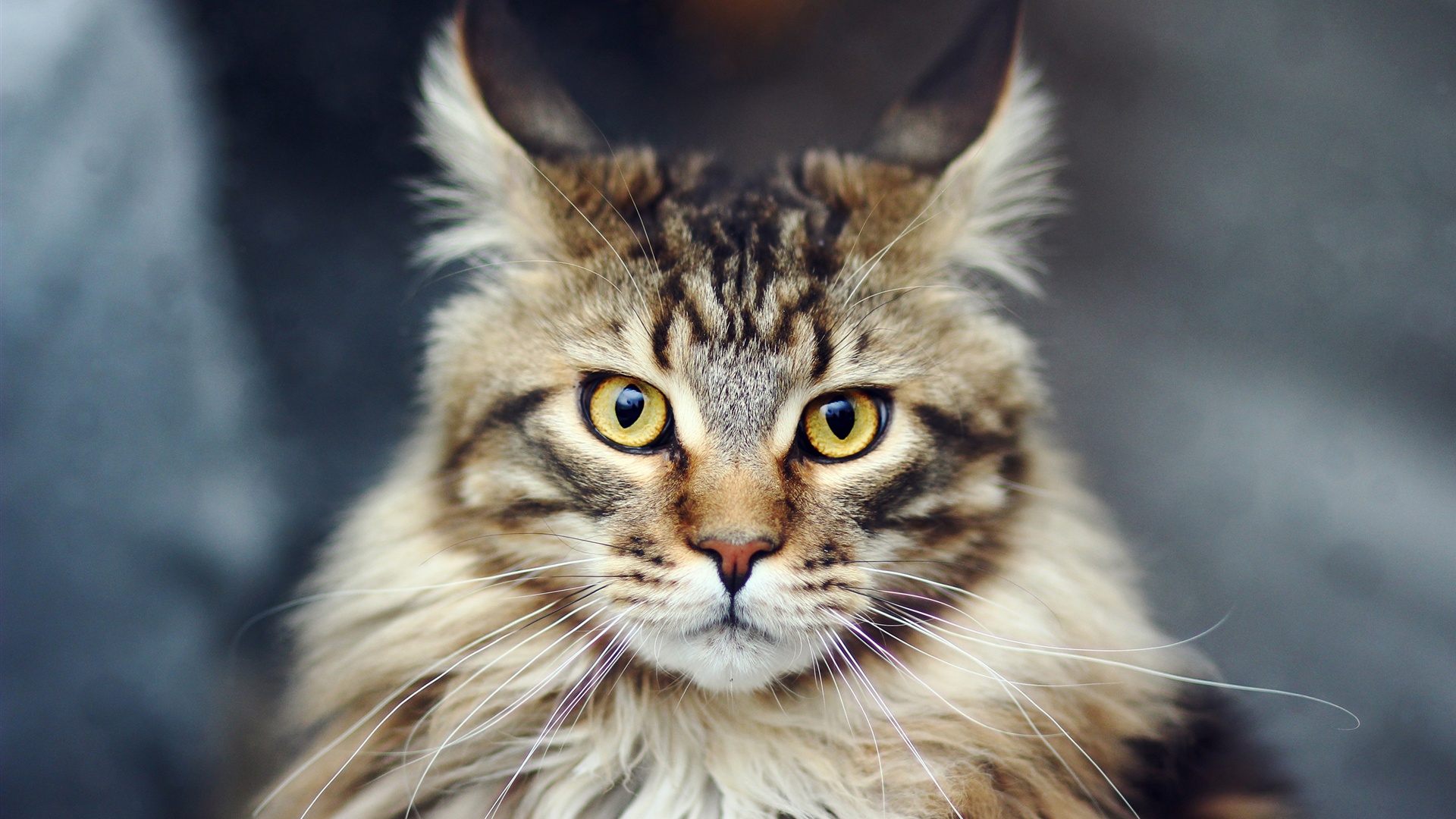 Wallpaper HD close-up of cat's face 2560x1600 HD Picture, Image