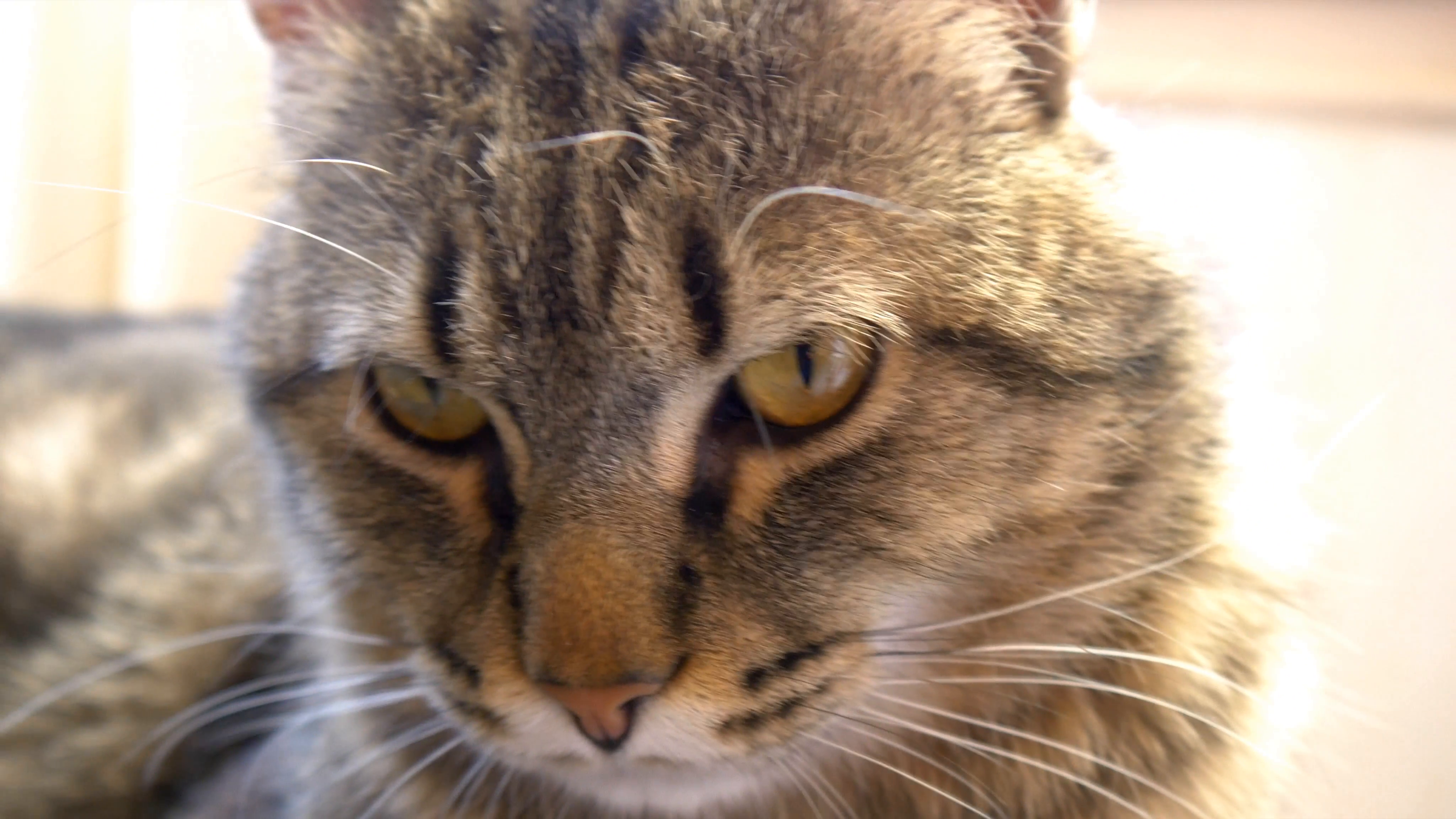 4k cat looking at camera close up macro cute domestic pet kitten ...