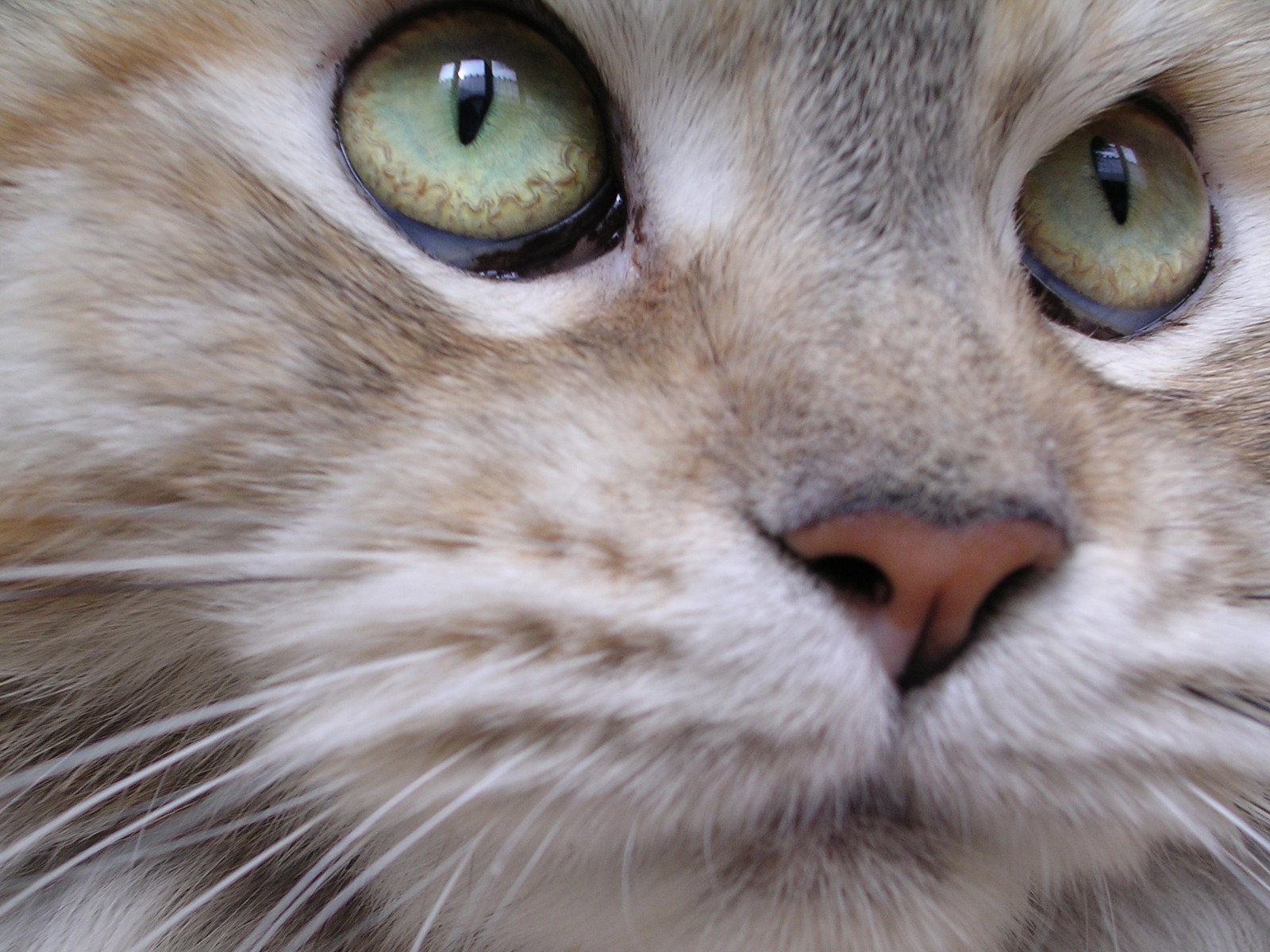 Maine Coon cat close-up wallpapers and images - wallpapers, pictures ...