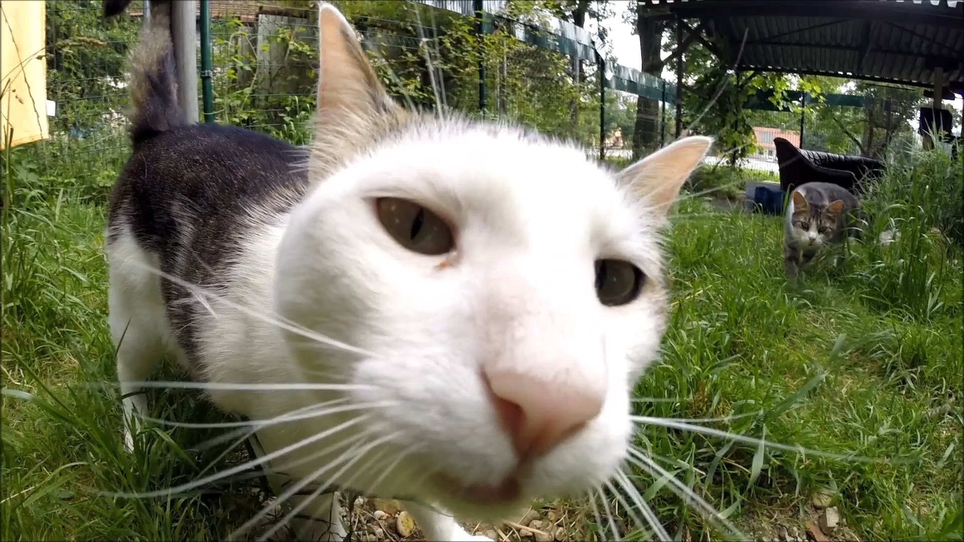 Cats close up with wide angle lens - Snouts of Mačji dol, cat ...
