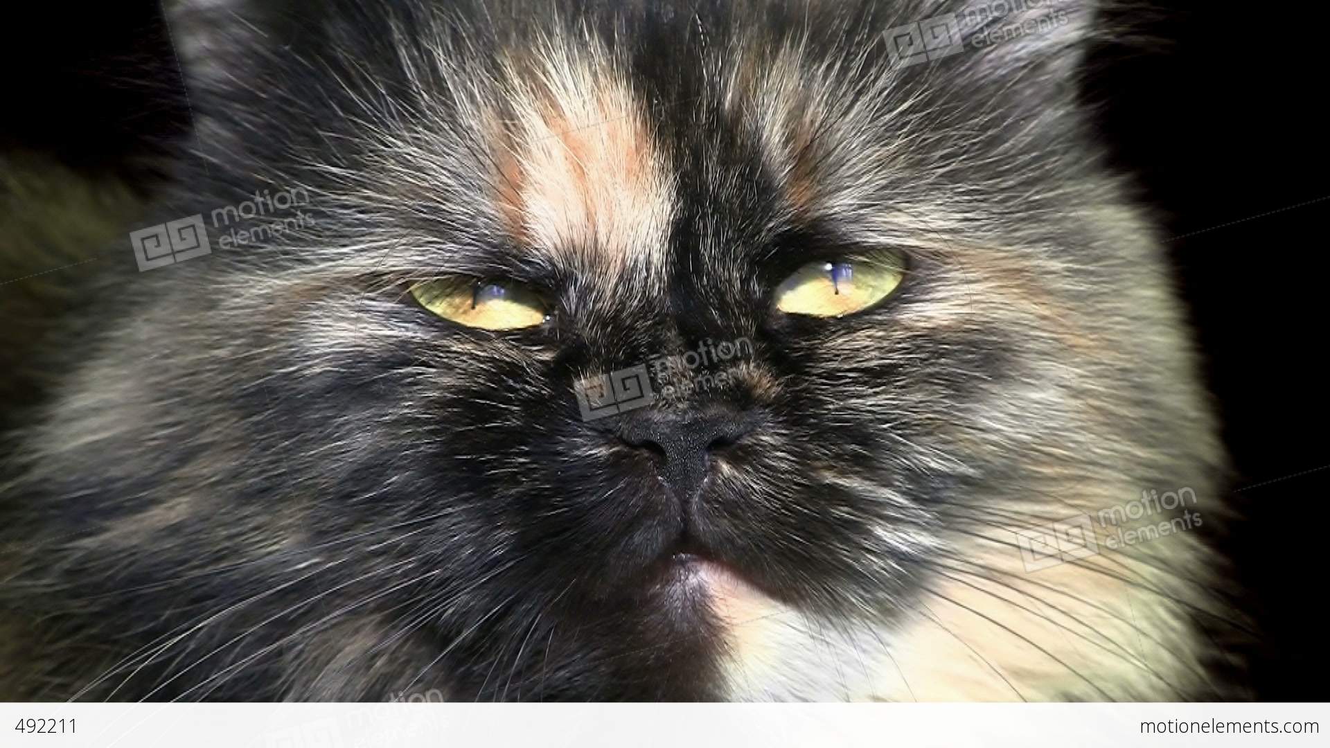 Close-up Of Cat Muzzle Over Black Background Stock Animation | 492211
