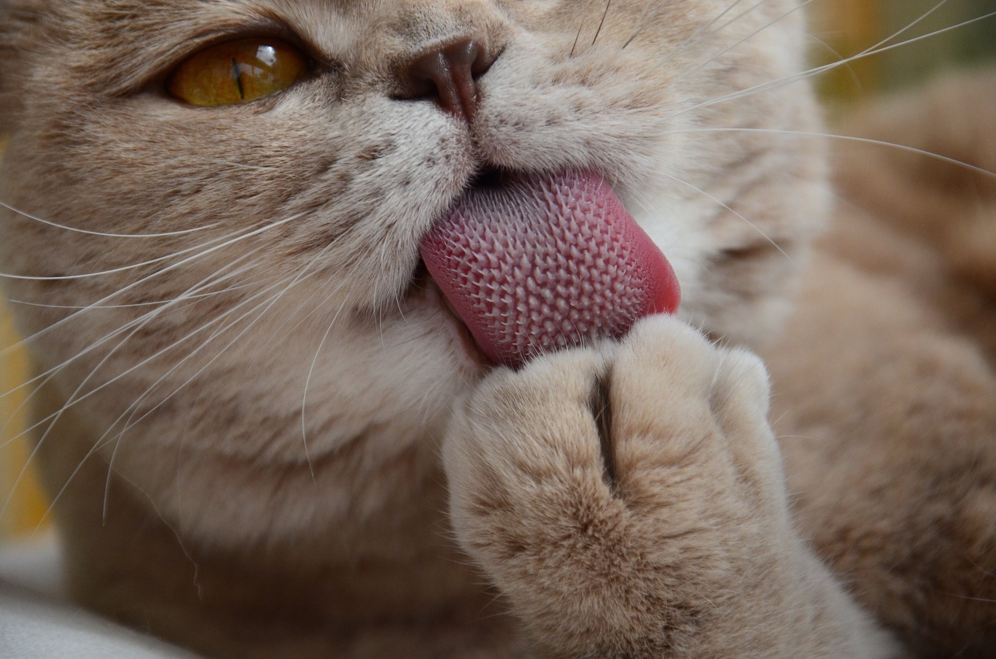 Cats: Animals Cats Tongue Closeup Paws Bath Hd Images Cat for HD 16 ...